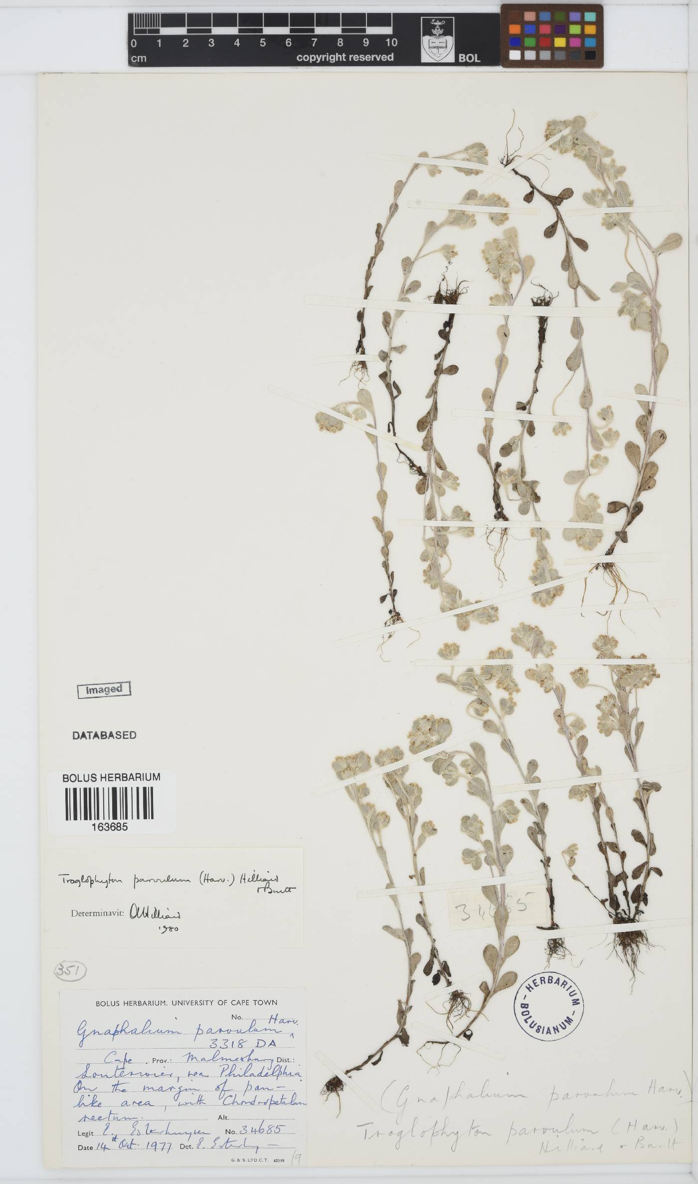 Troglophyton parvulum image