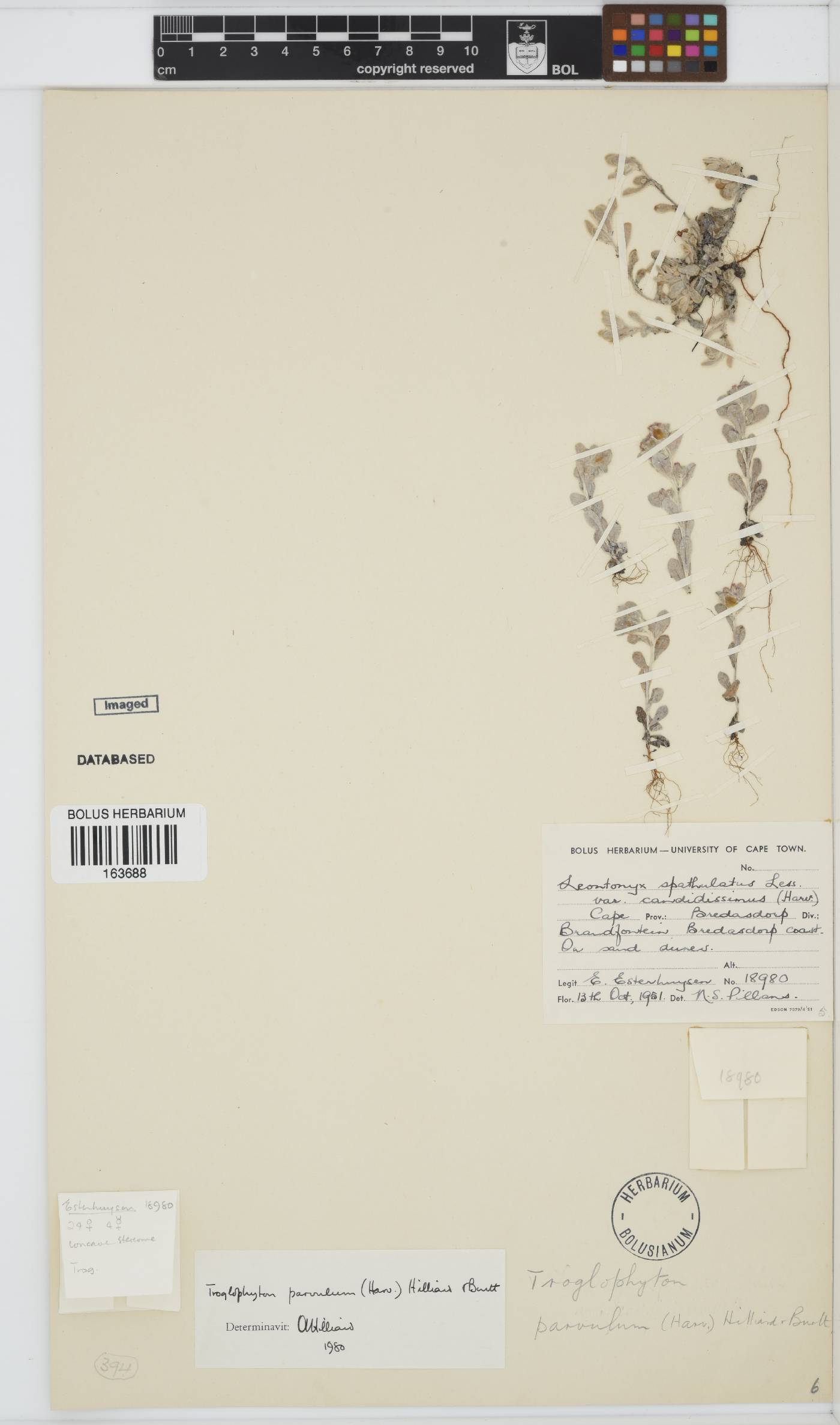Troglophyton parvulum image
