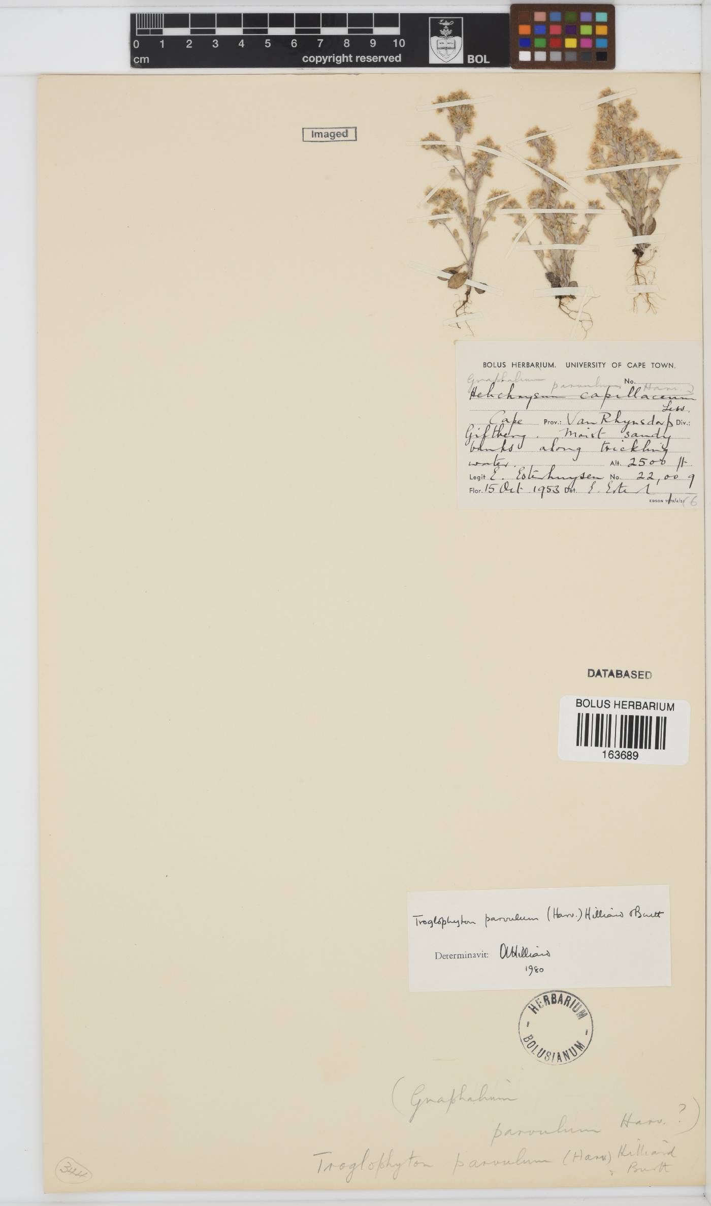 Troglophyton parvulum image