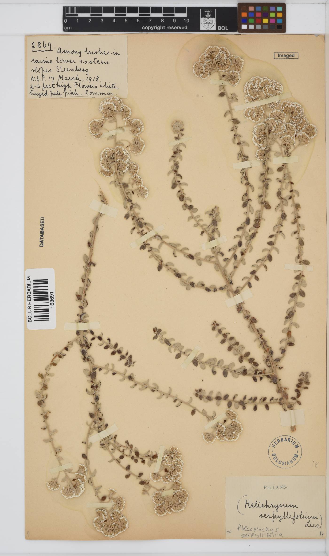 Plecostachys image