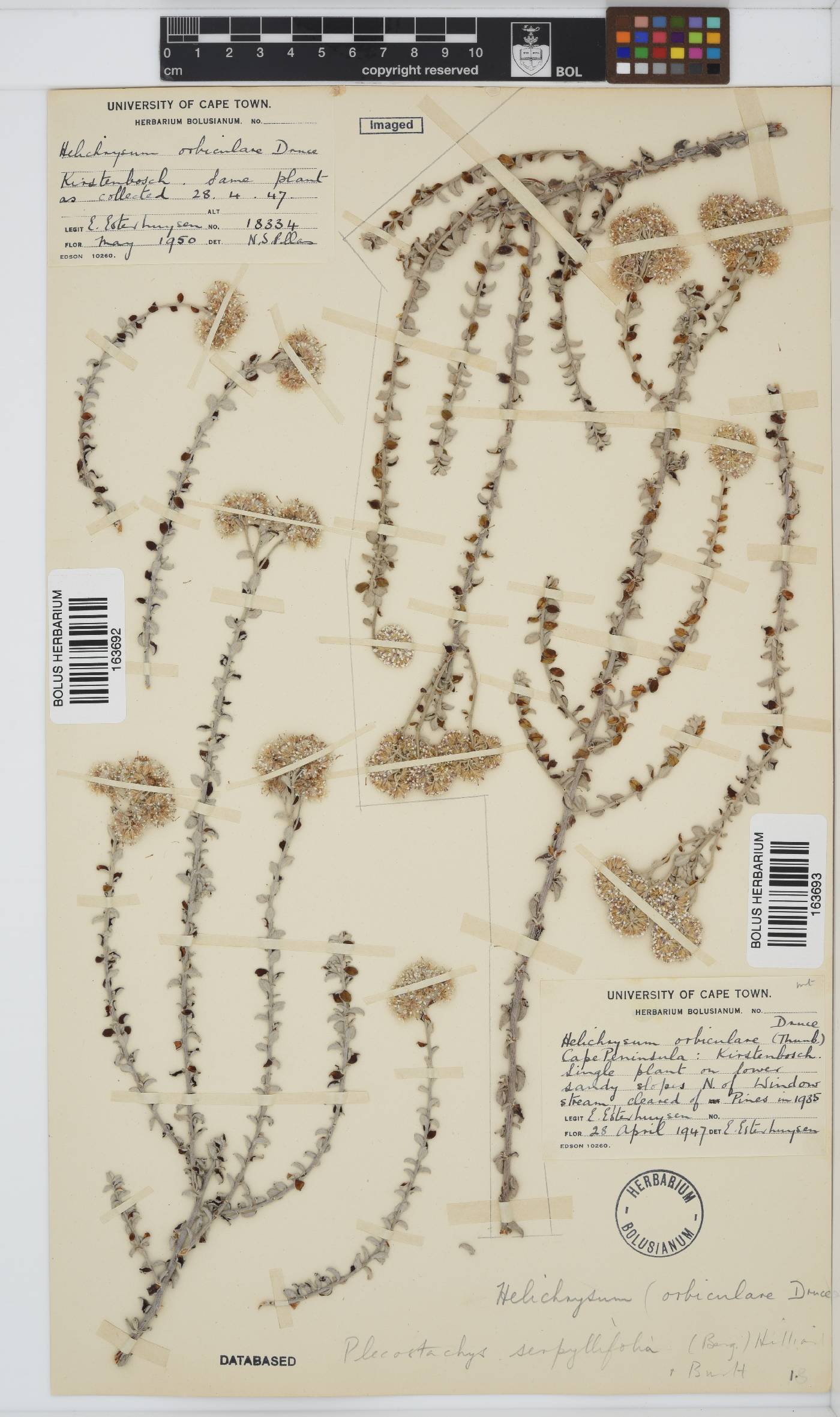 Plecostachys image