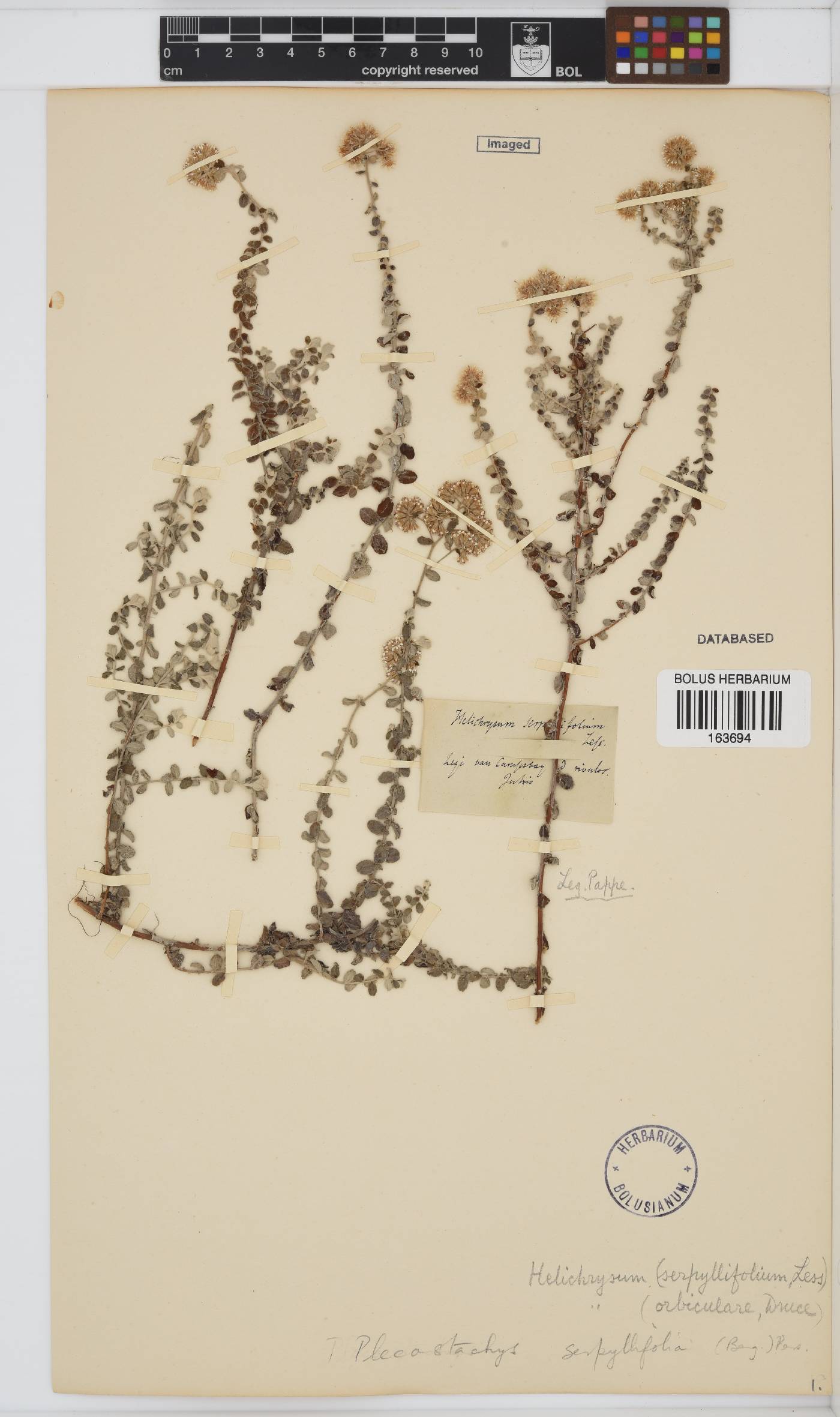 Plecostachys serpyllifolia image