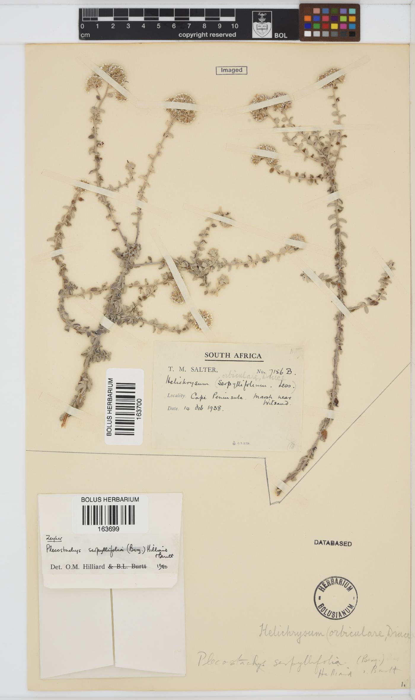 Plecostachys serpyllifolia image