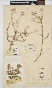 Plecostachys serpyllifolia image