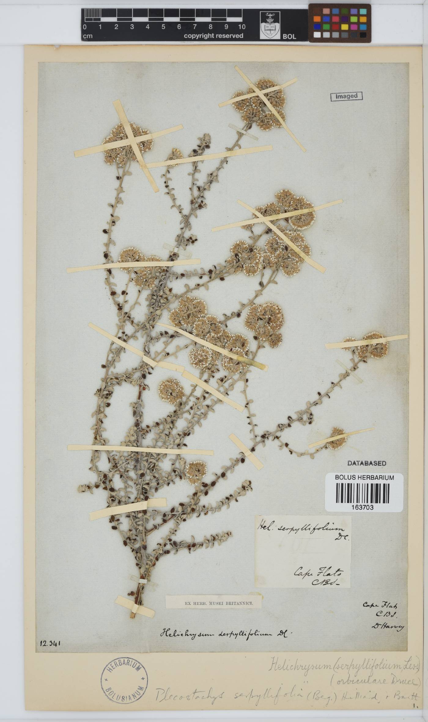 Plecostachys serpyllifolia image
