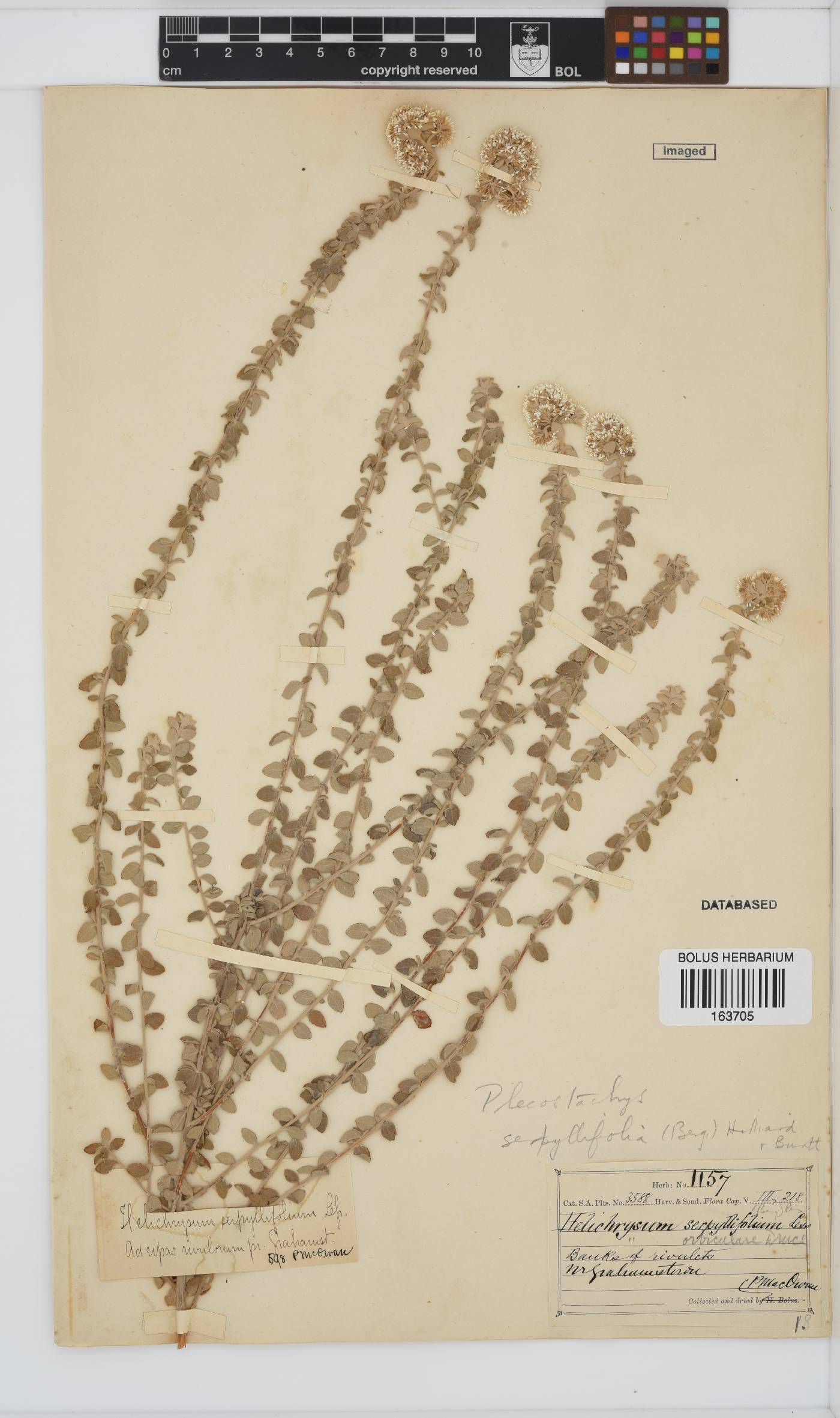 Plecostachys image