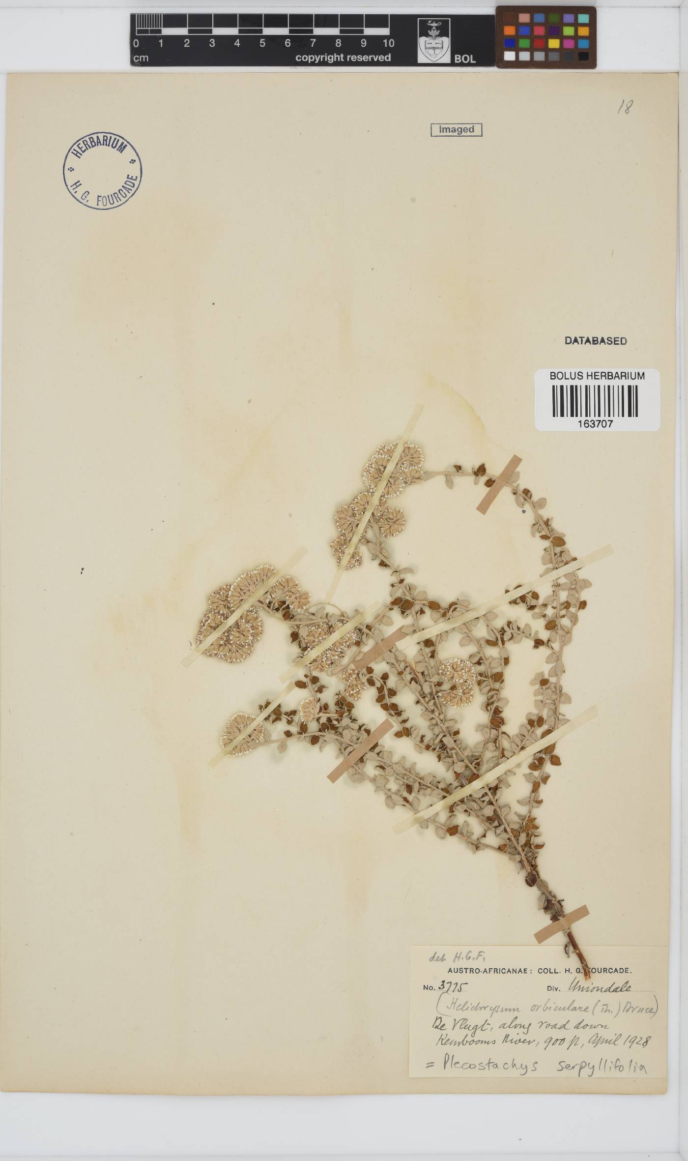 Plecostachys serpyllifolia image