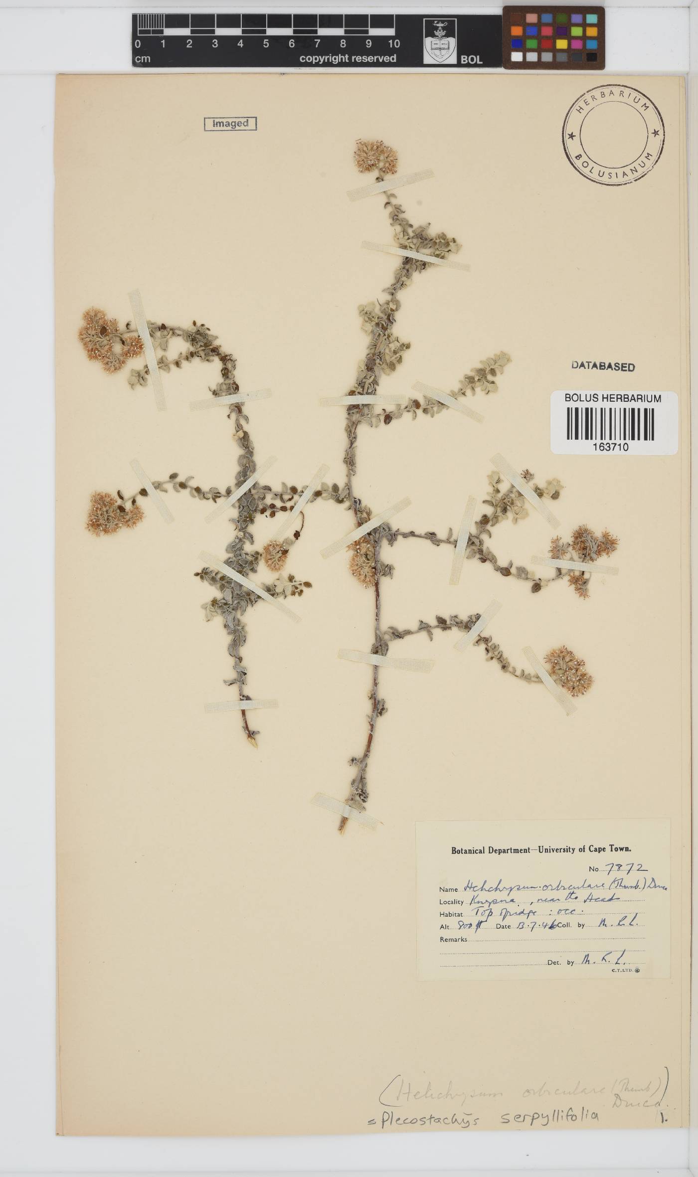 Plecostachys serpyllifolia image
