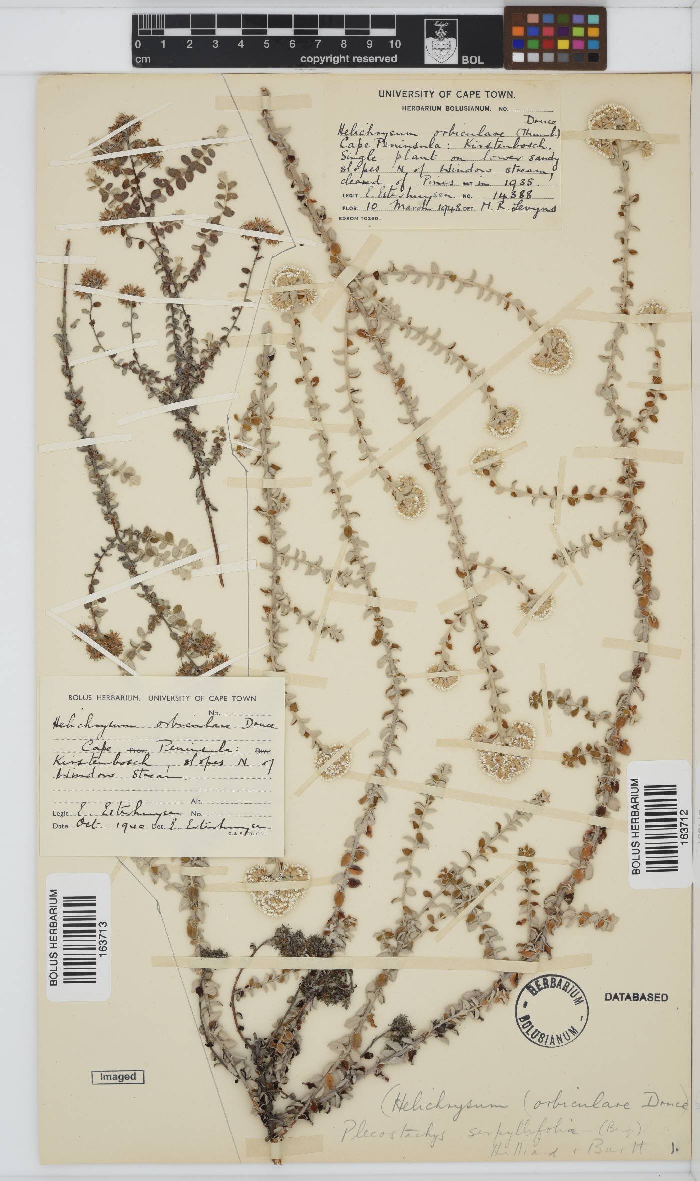 Plecostachys serpyllifolia image