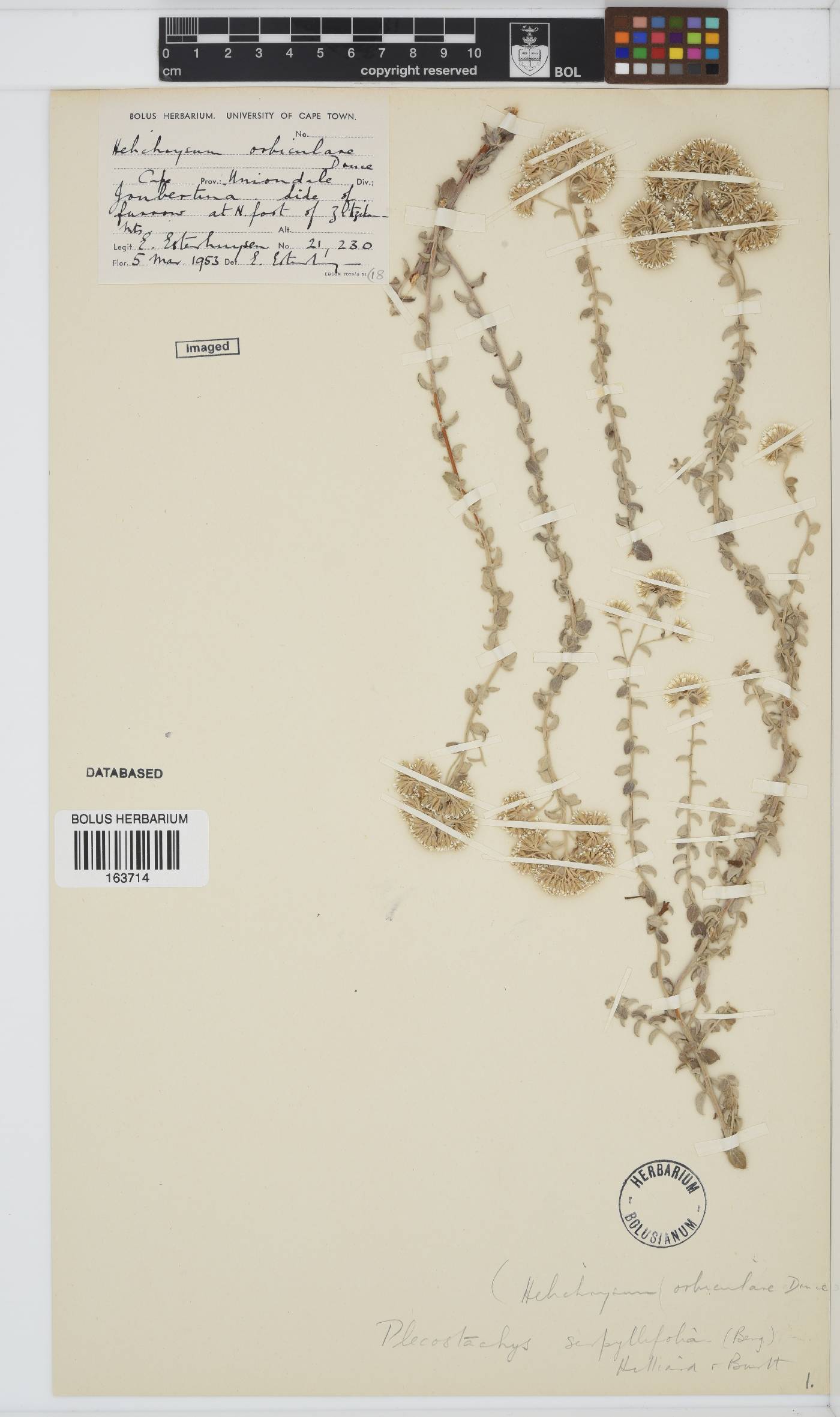 Plecostachys serpyllifolia image