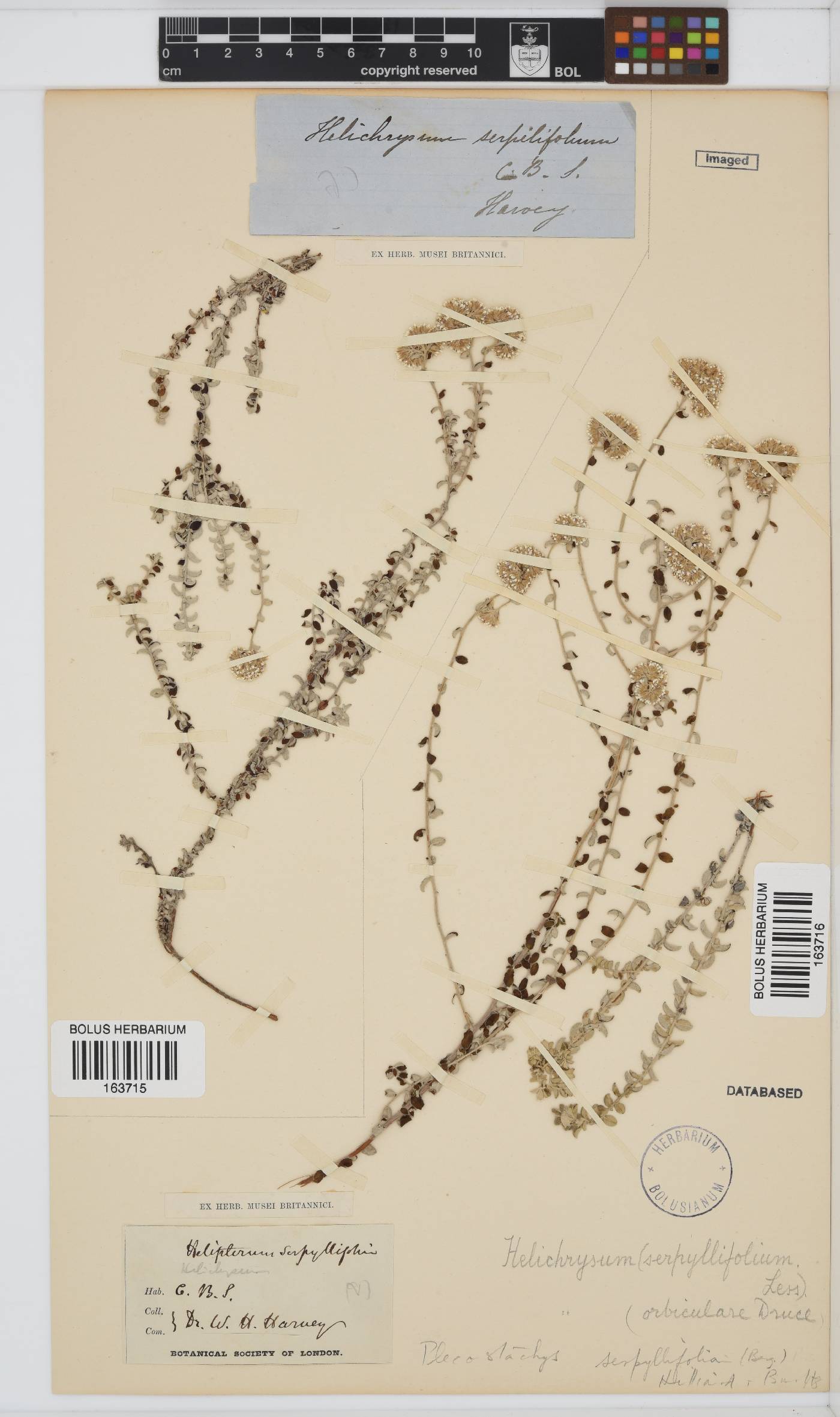 Plecostachys serpyllifolia image