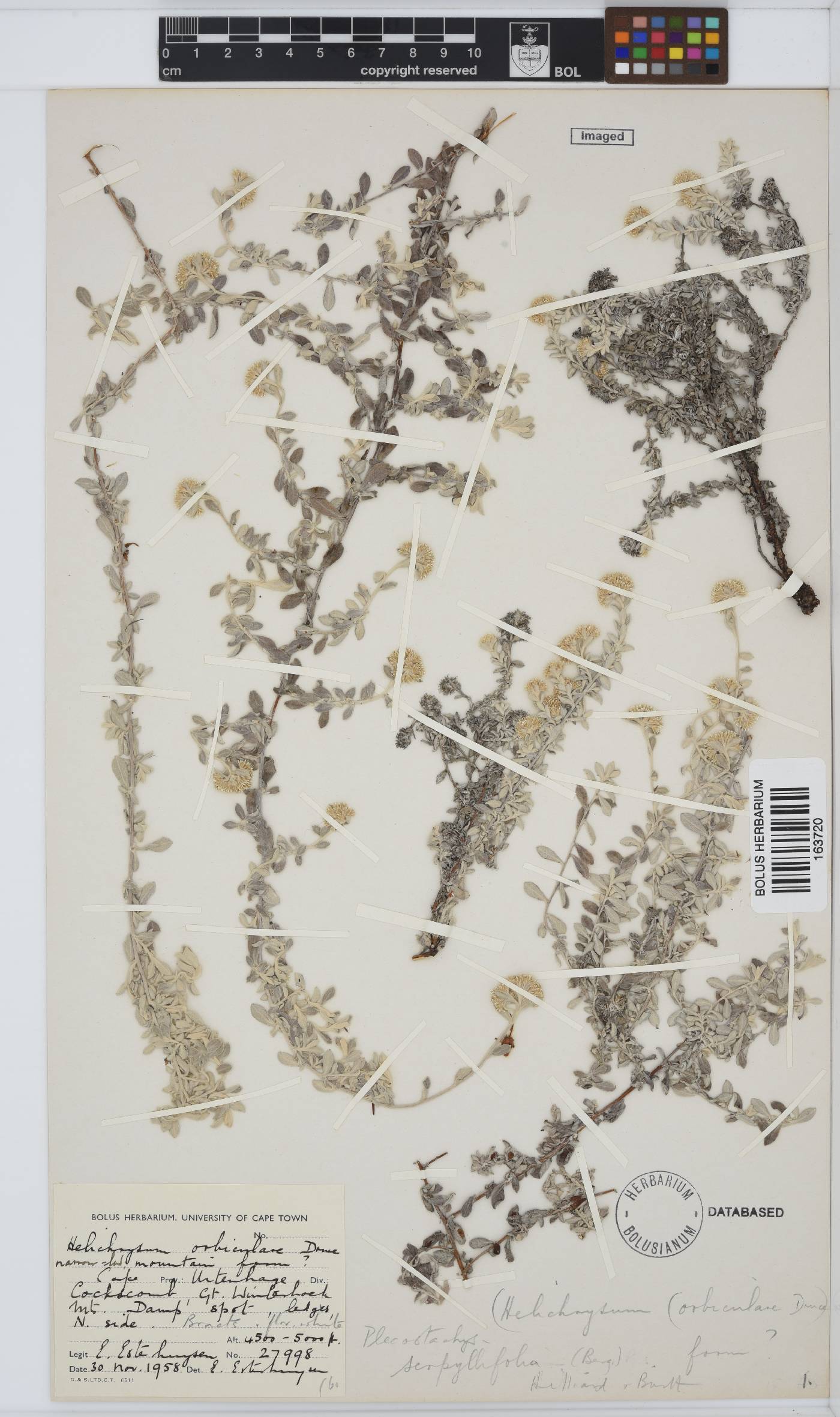 Plecostachys serpyllifolia image
