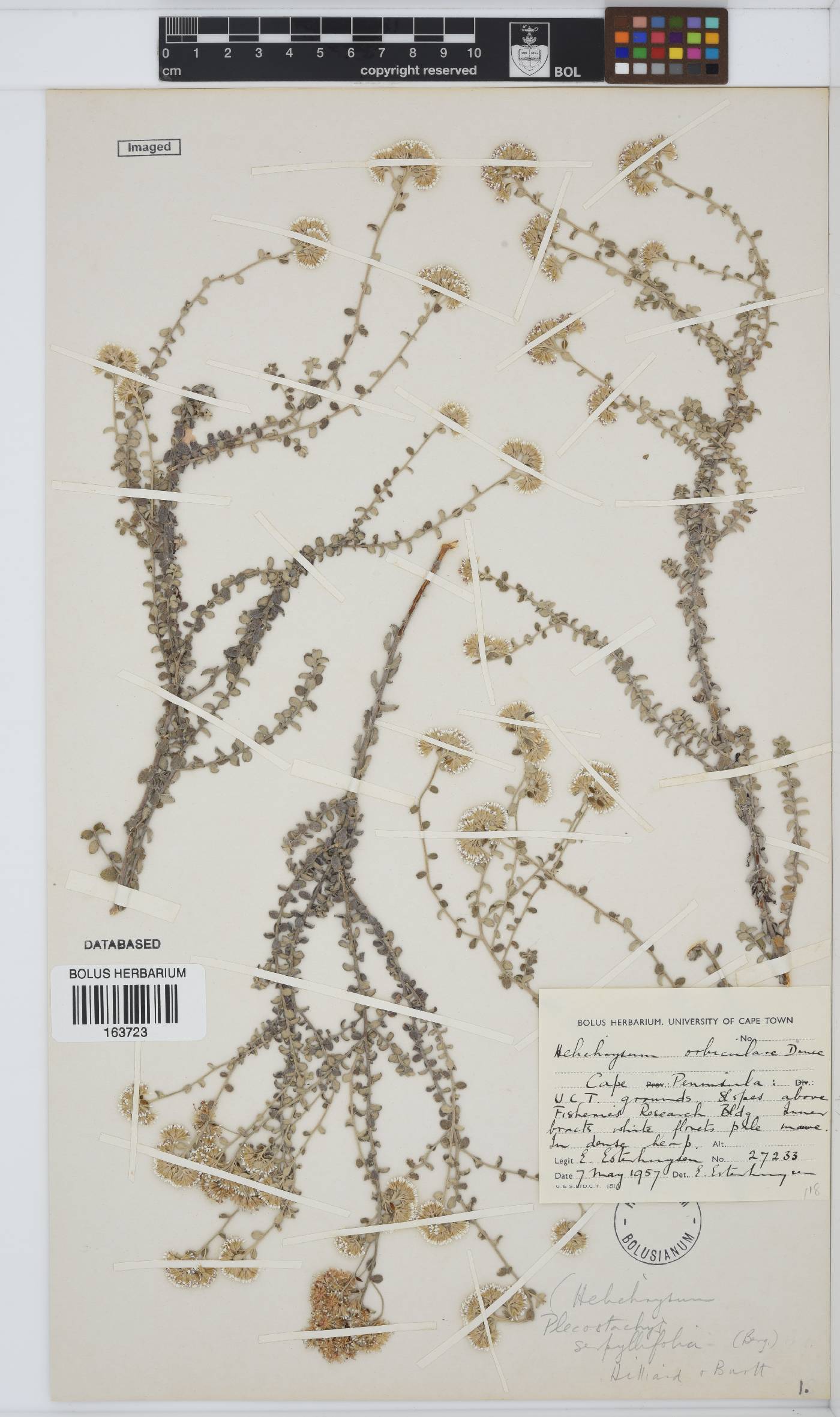 Plecostachys serpyllifolia image