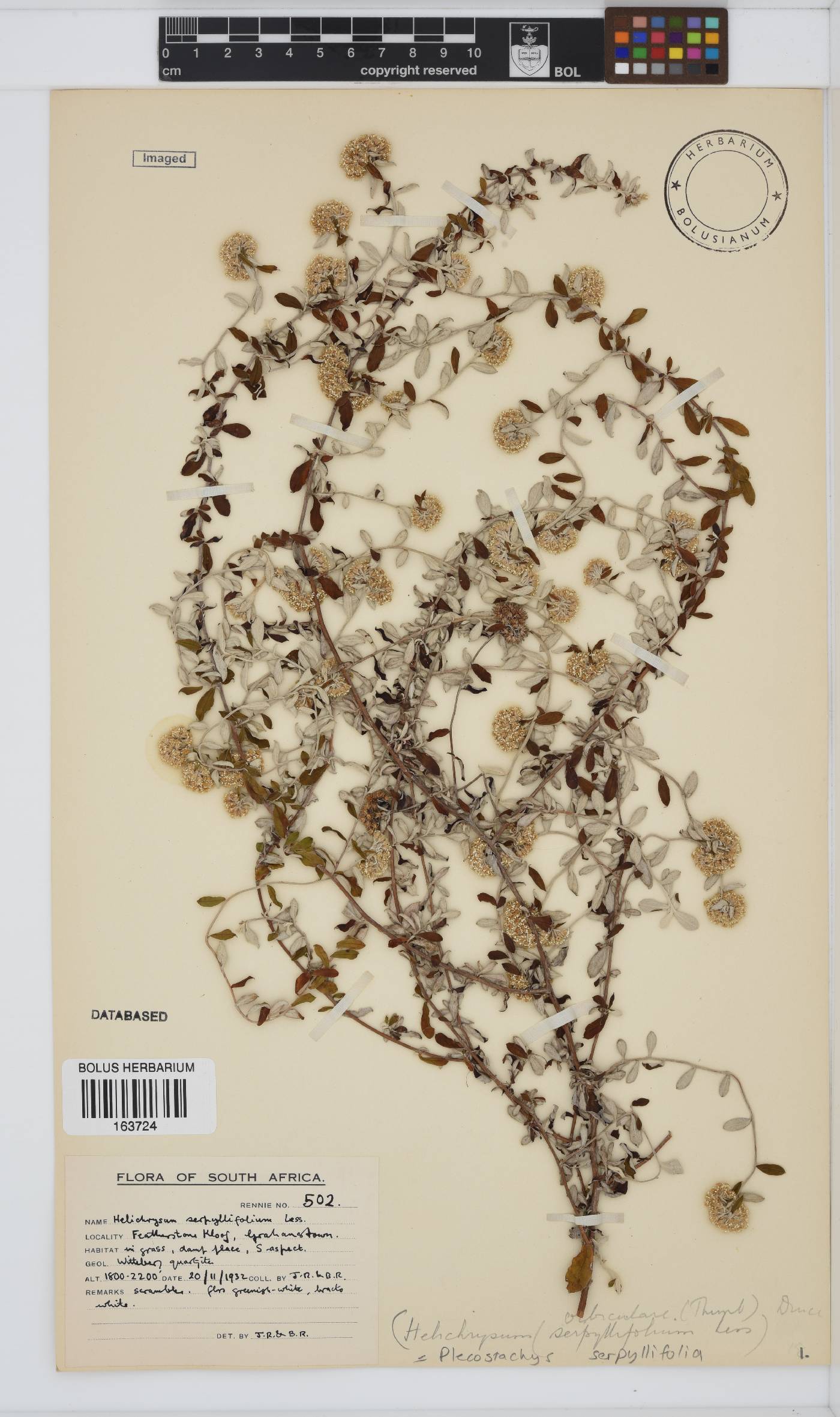 Plecostachys serpyllifolia image