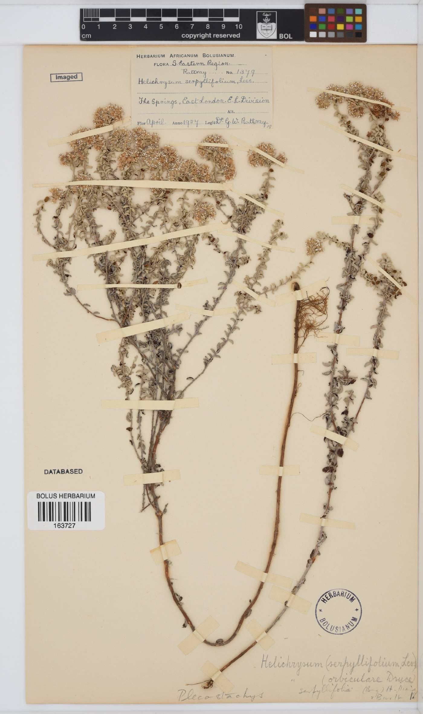 Plecostachys serpyllifolia image