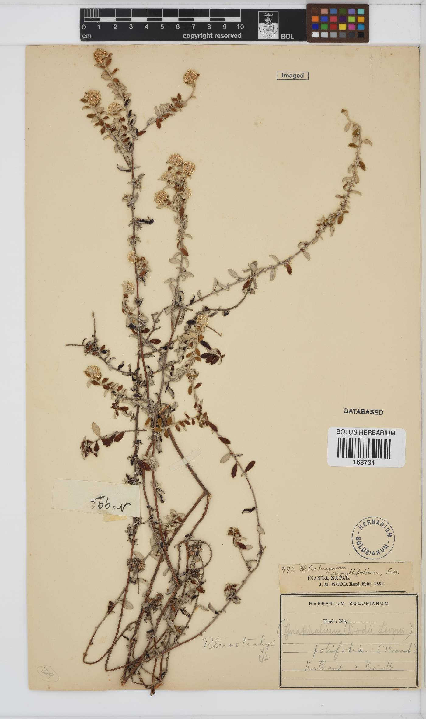 Plecostachys polifolia image