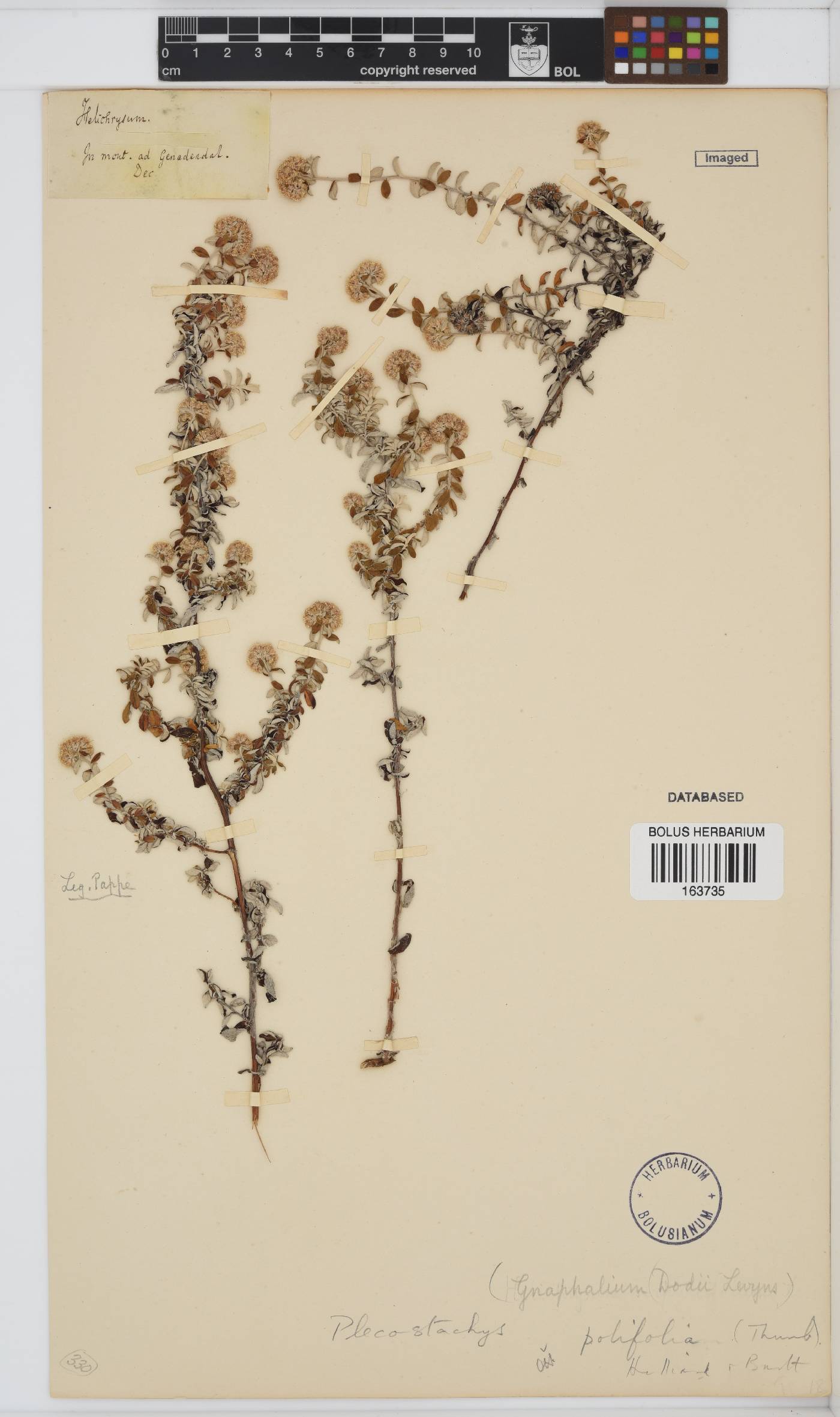 Plecostachys polifolia image