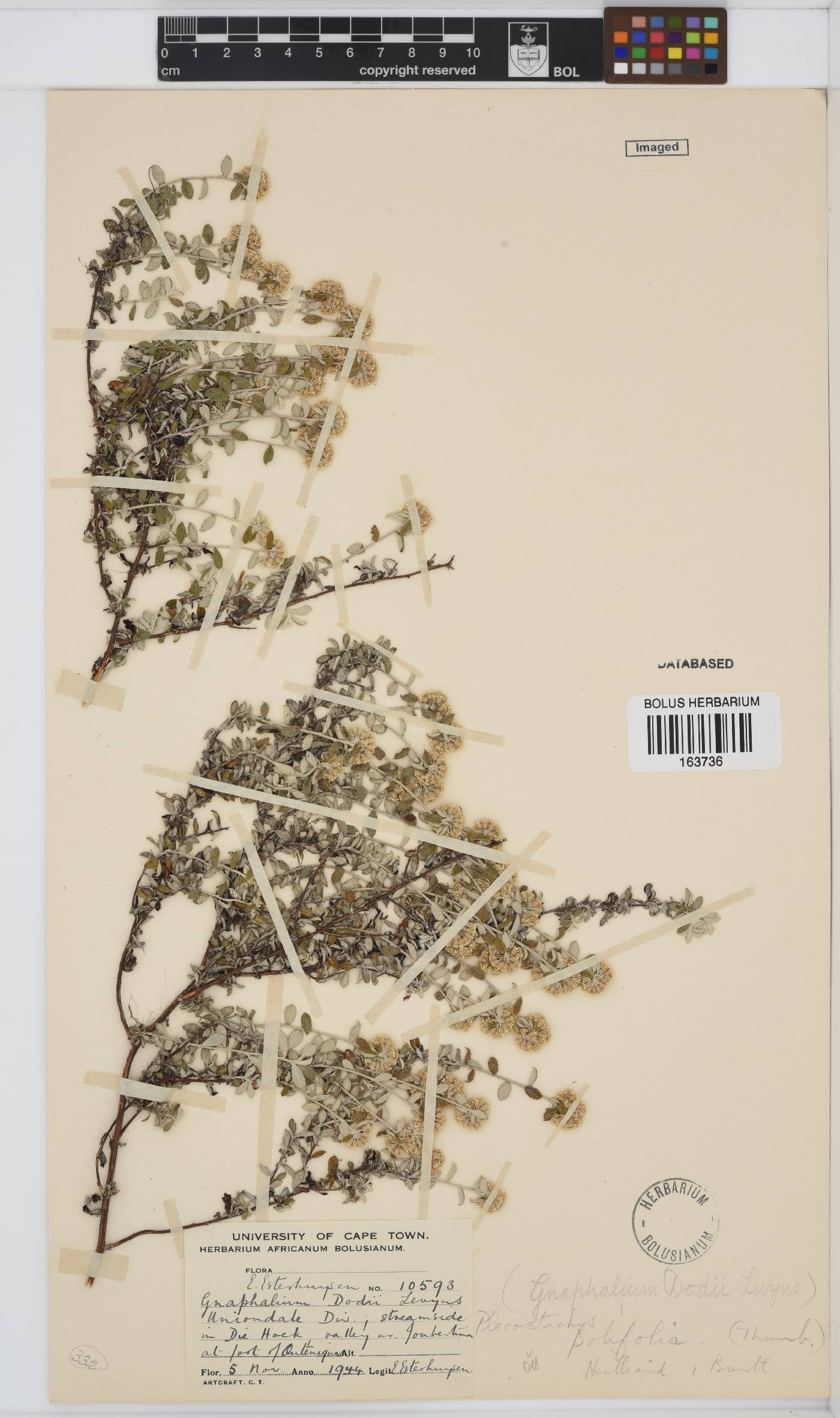 Plecostachys polifolia image