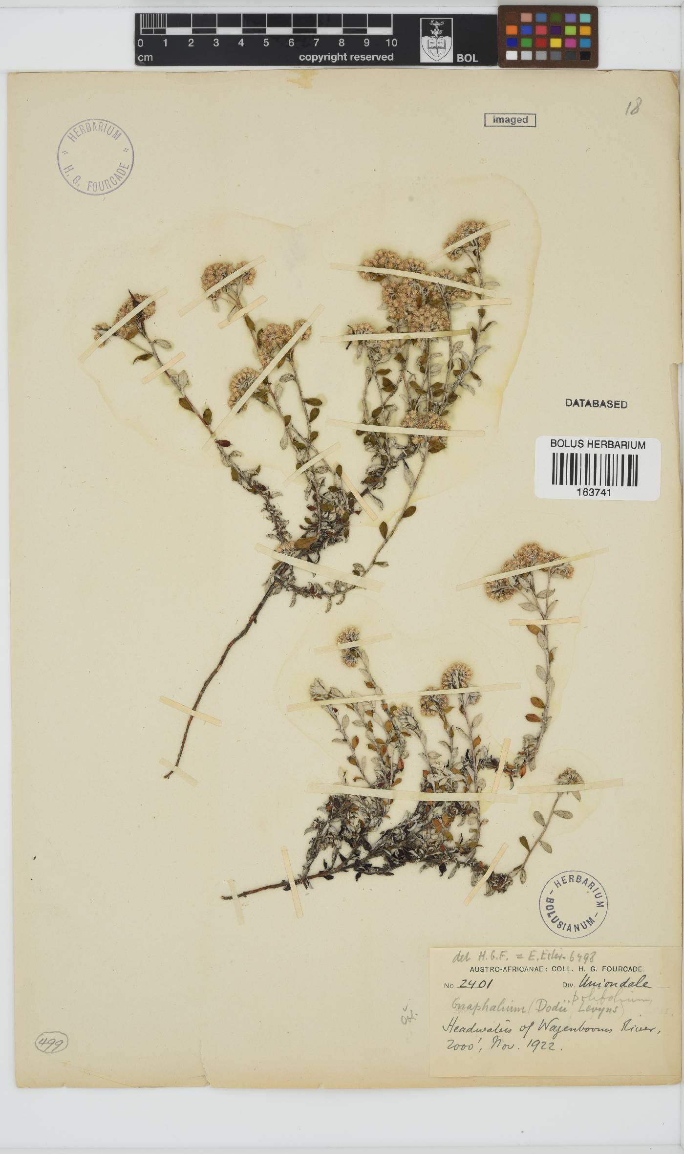 Plecostachys polifolia image