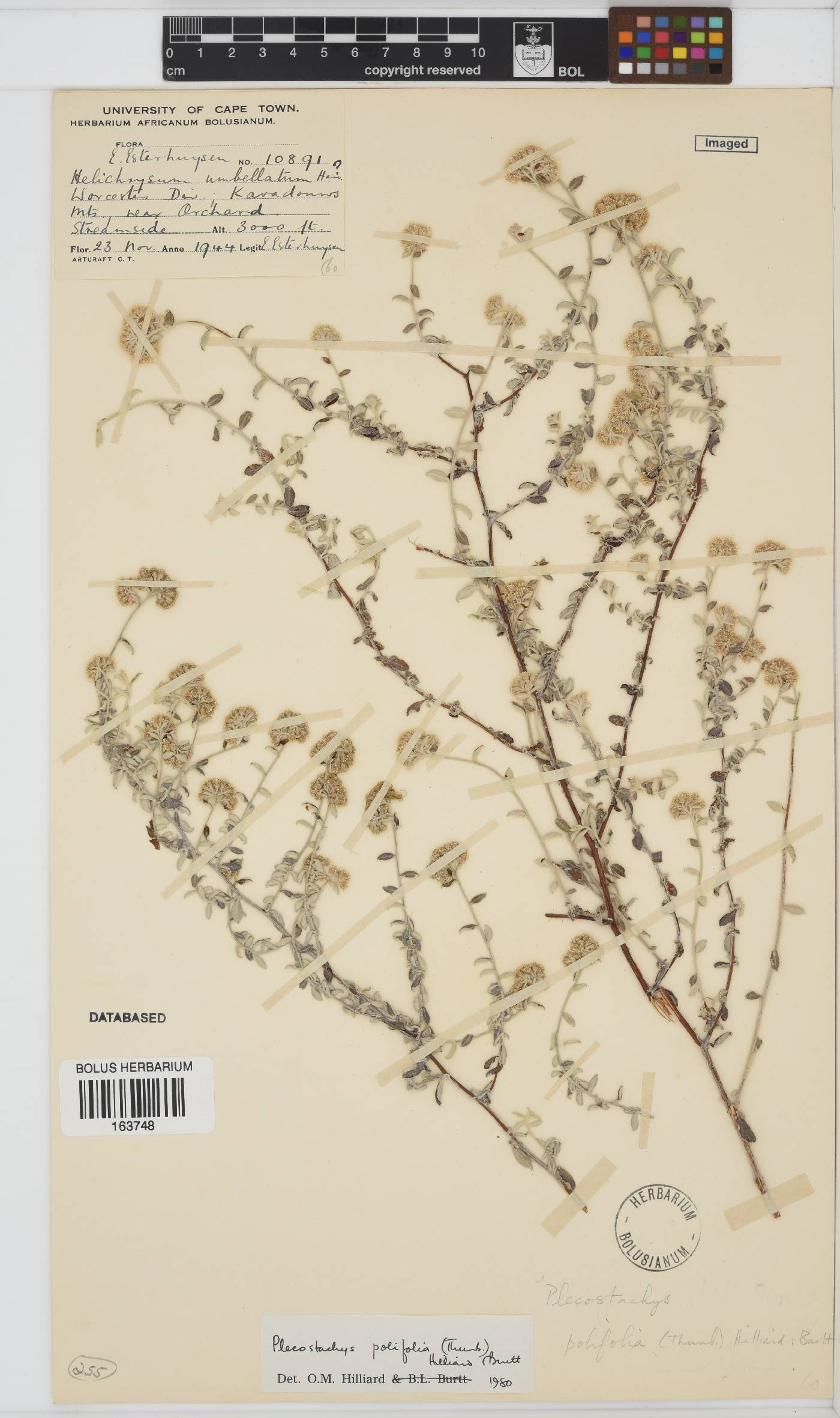 Plecostachys polifolia image