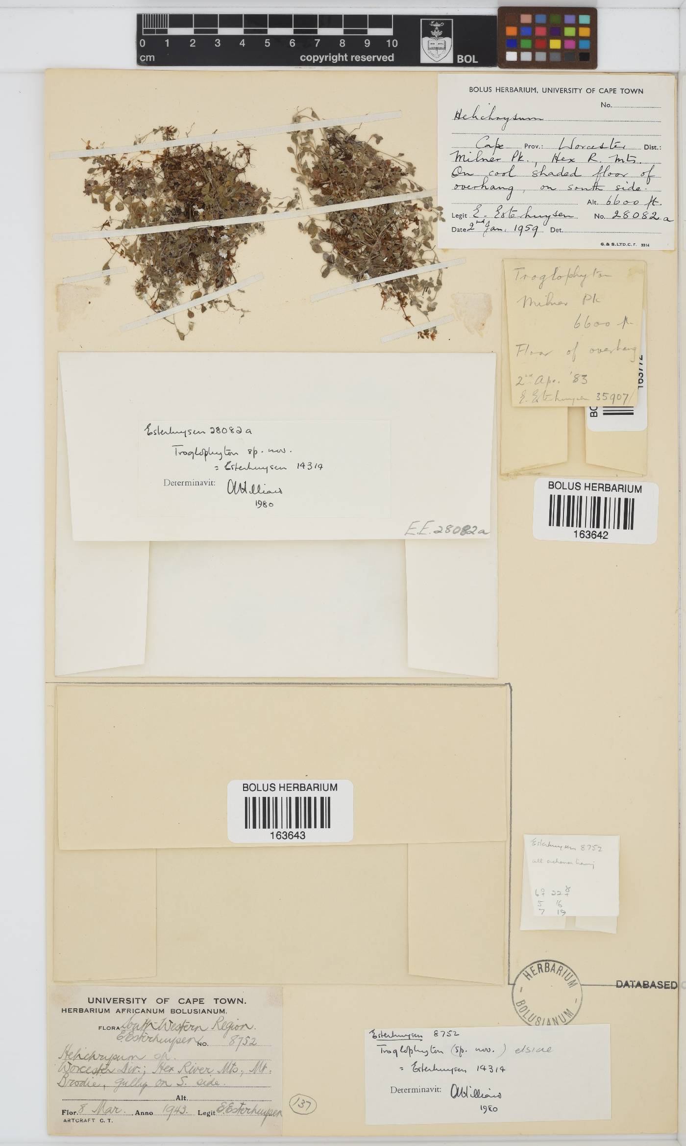 Troglophyton image