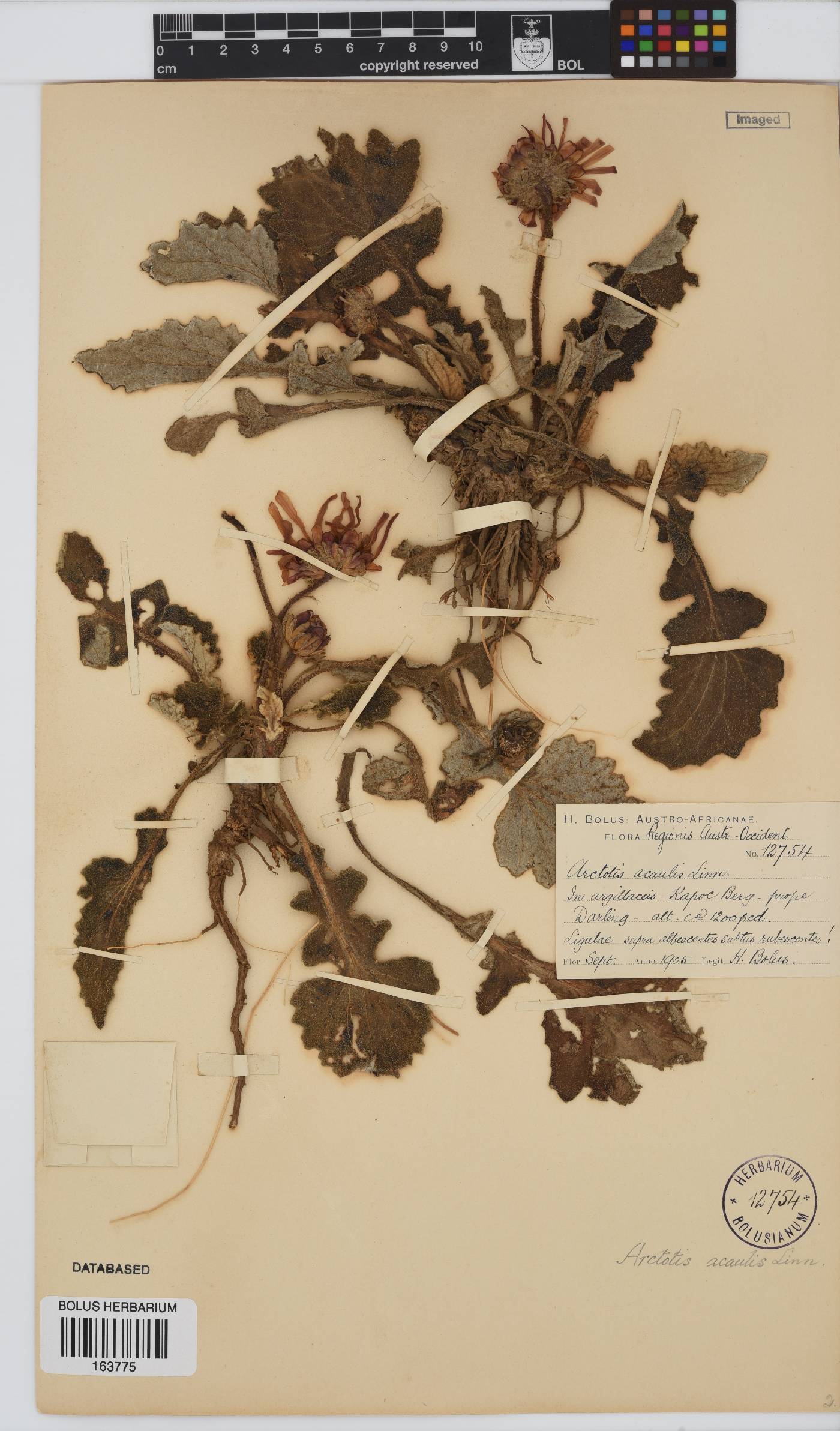 Arctotis acaulis image
