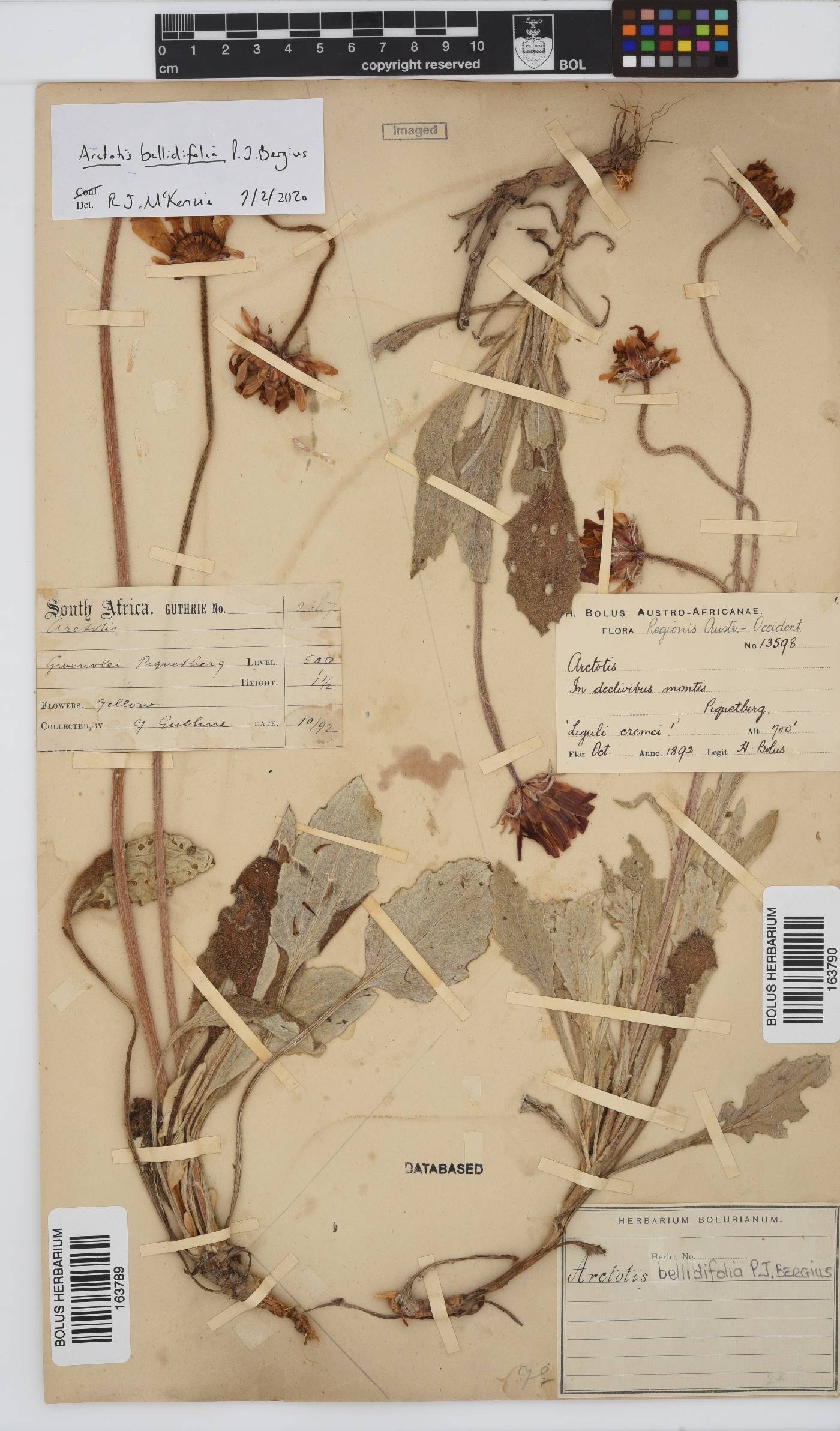 Arctotis bellidifolia image