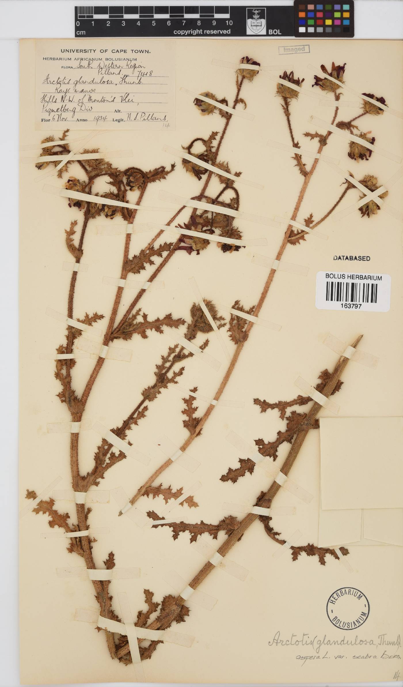 Arctotis aspera image