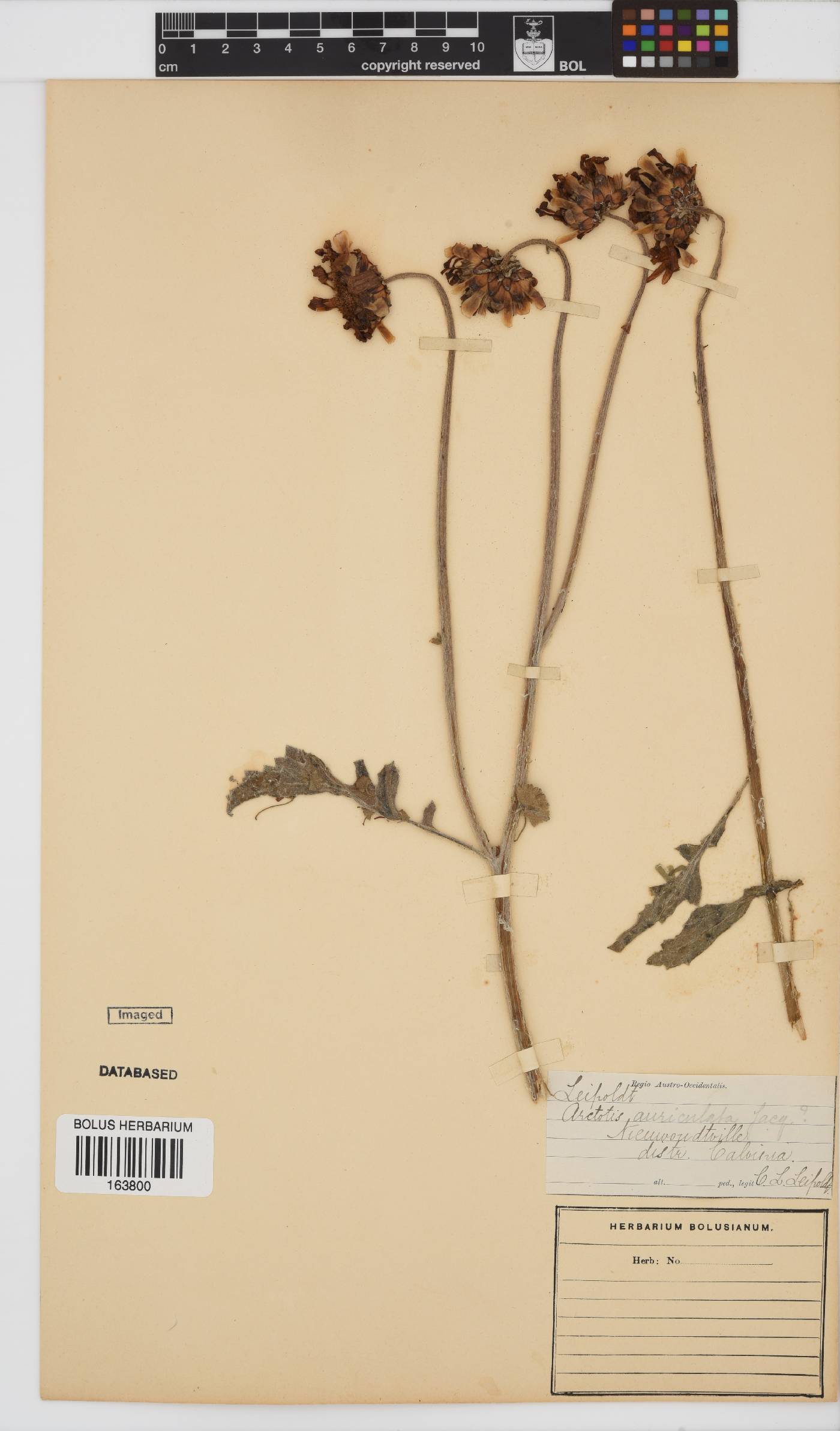 Arctotis auriculata image