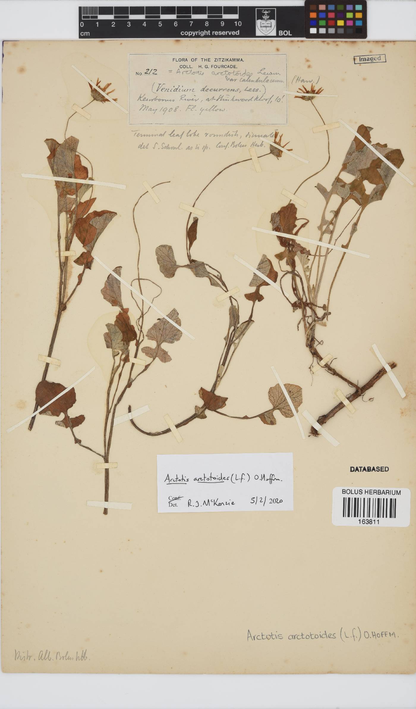 Arctotis arctotoides image