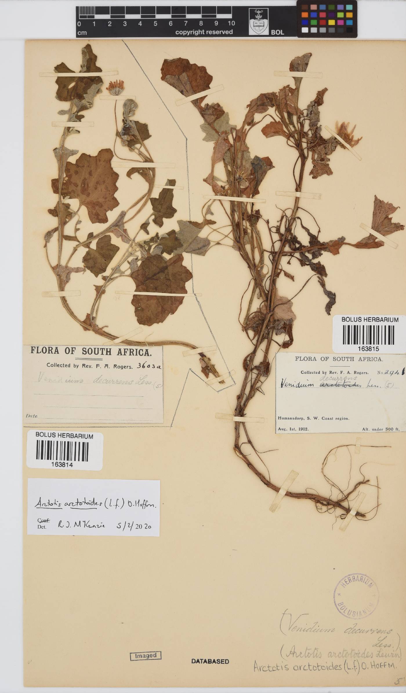 Arctotis arctotoides image