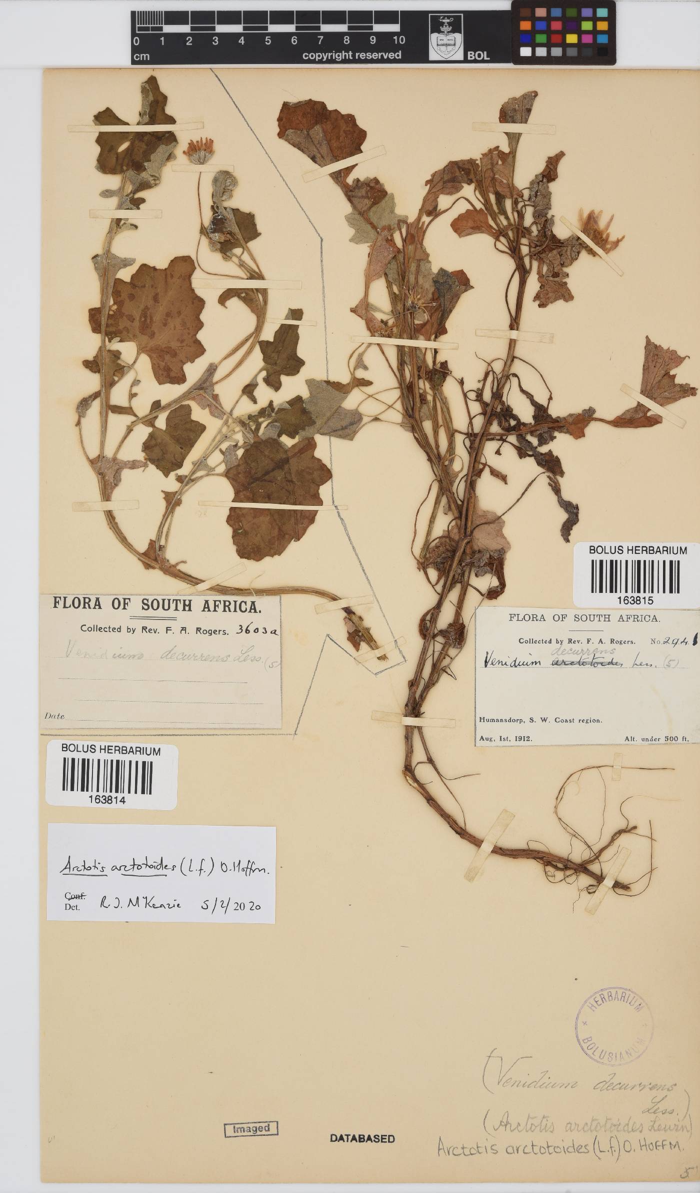 Arctotis arctotoides image