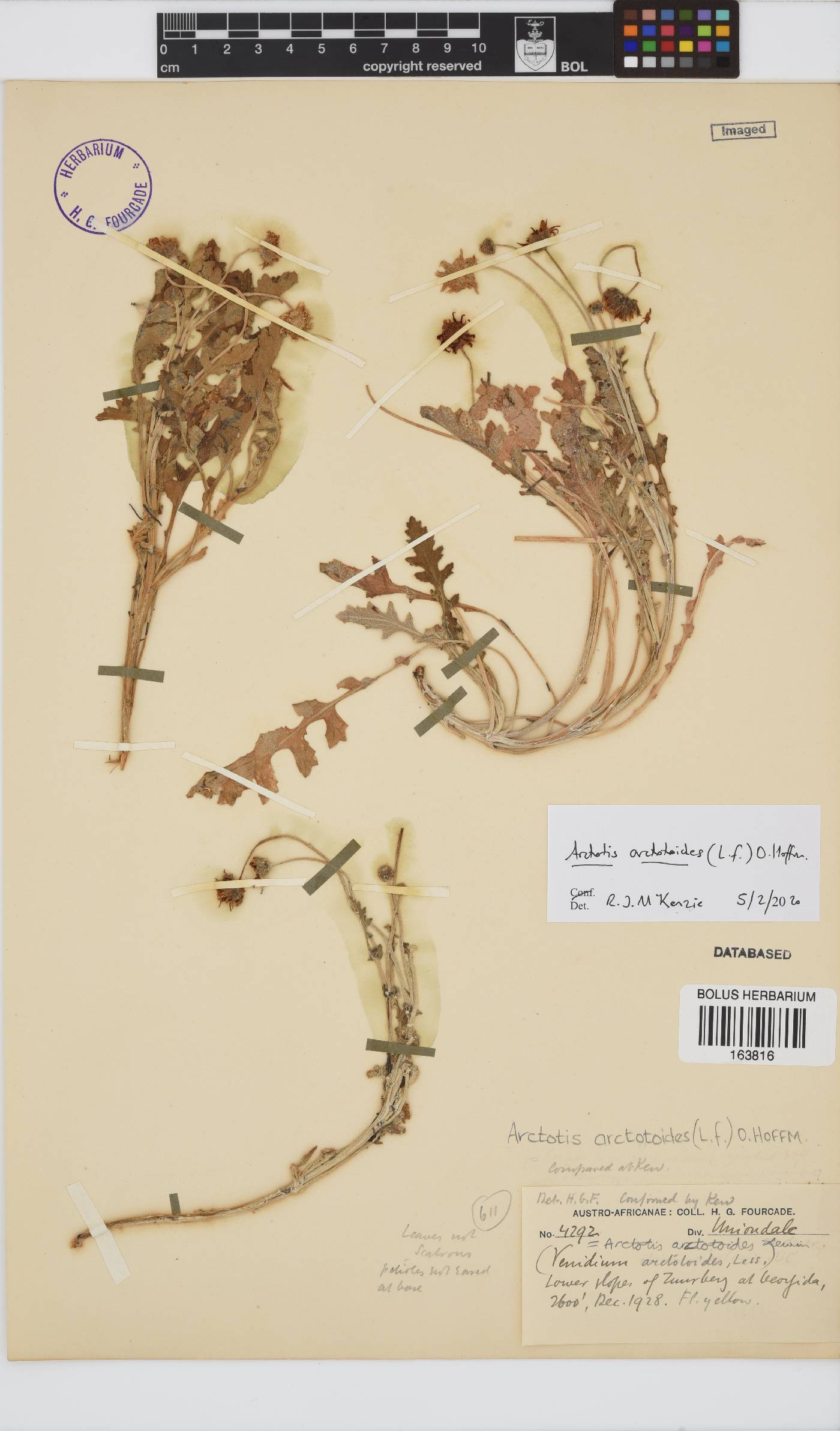 Arctotis arctotoides image