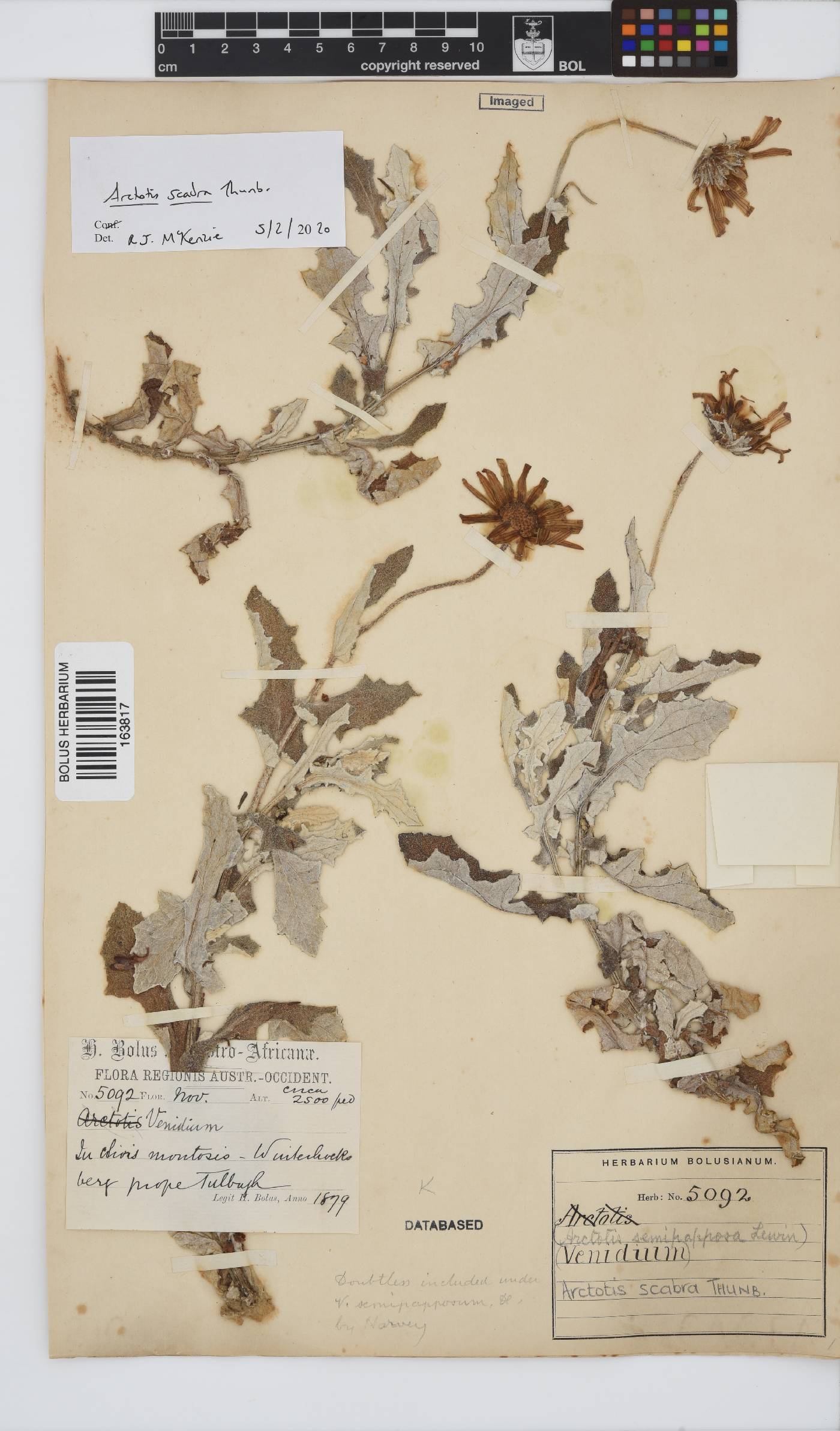 Arctotis scabra image