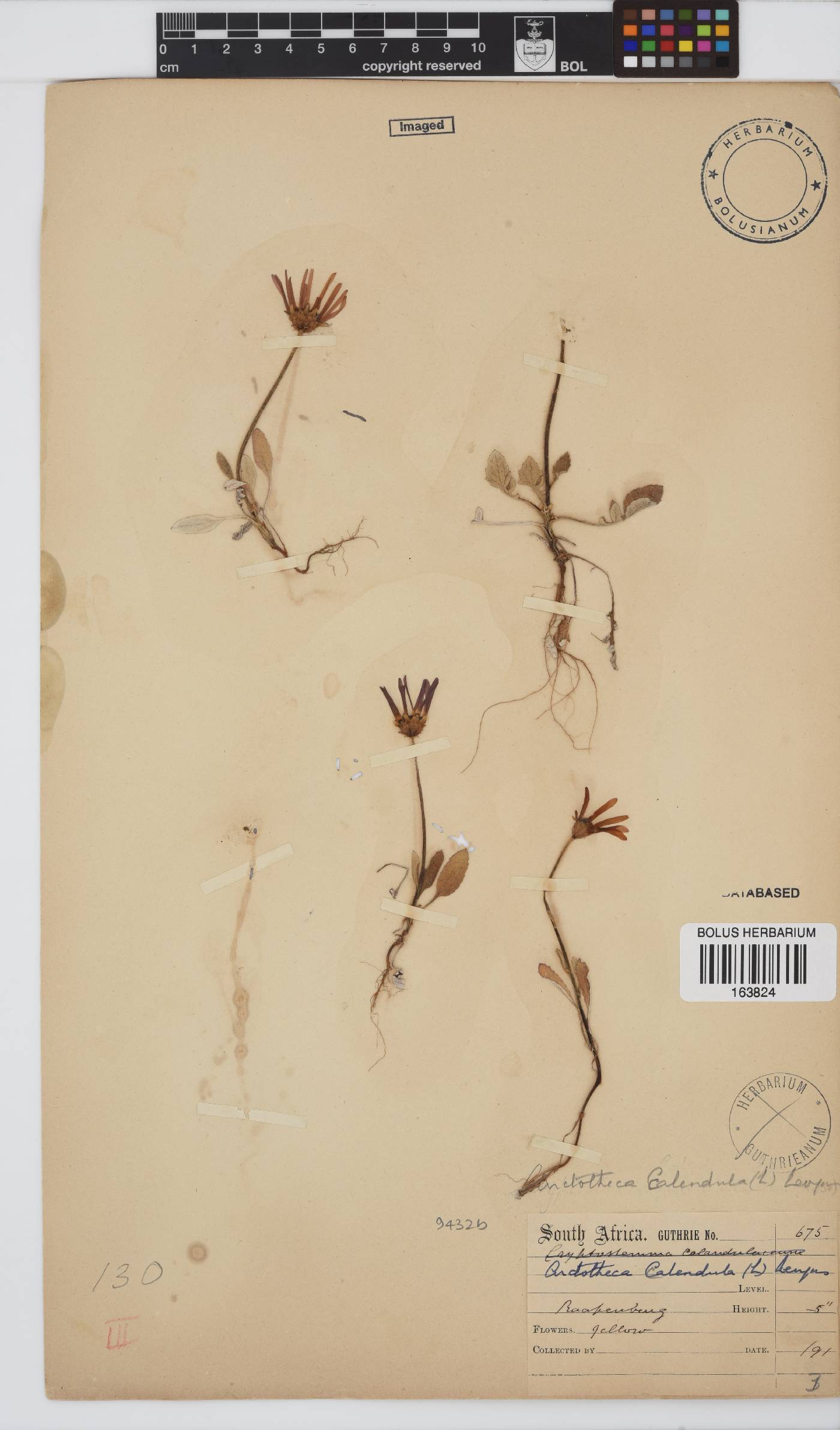 Arctotheca calendula image