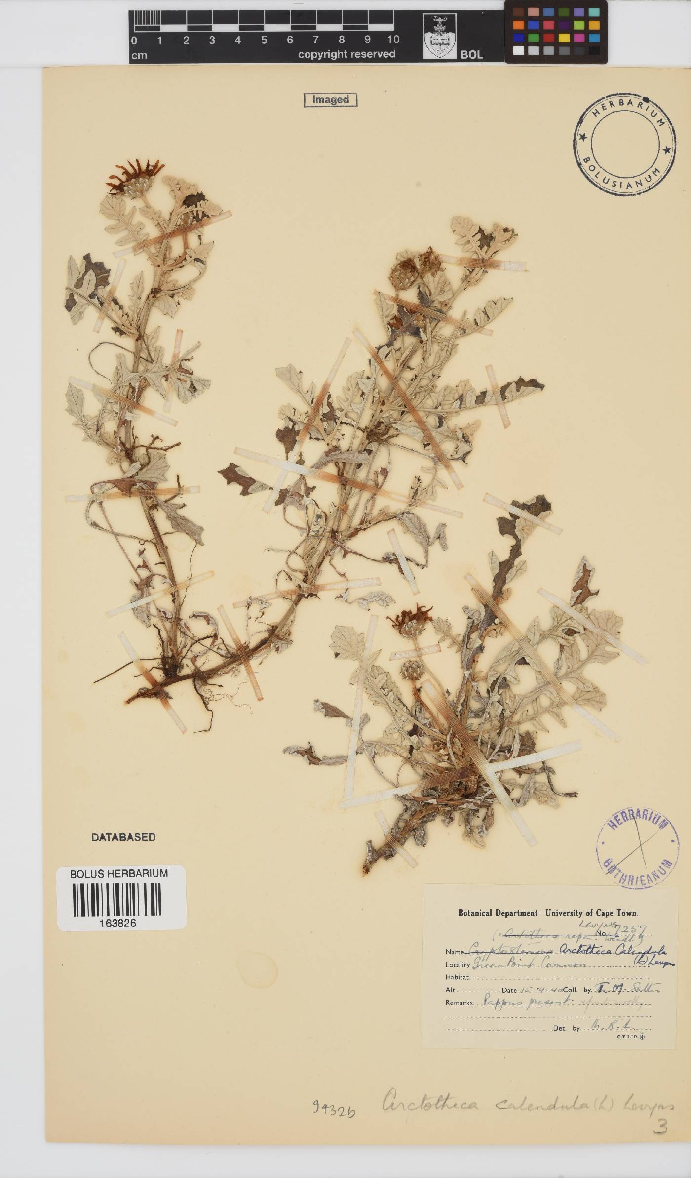 Arctotheca calendula image