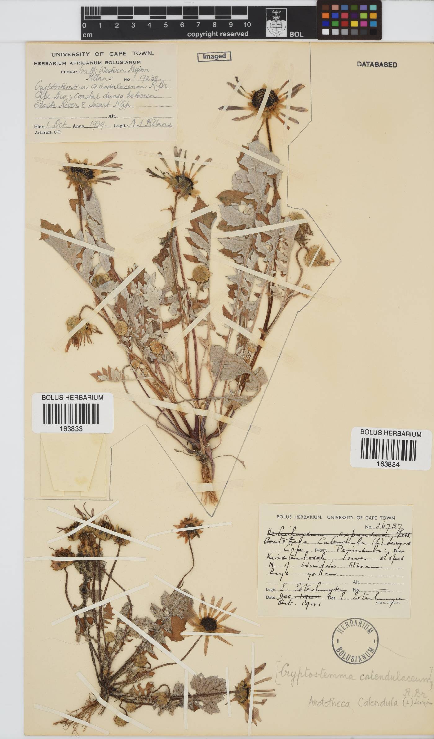 Arctotheca calendula image