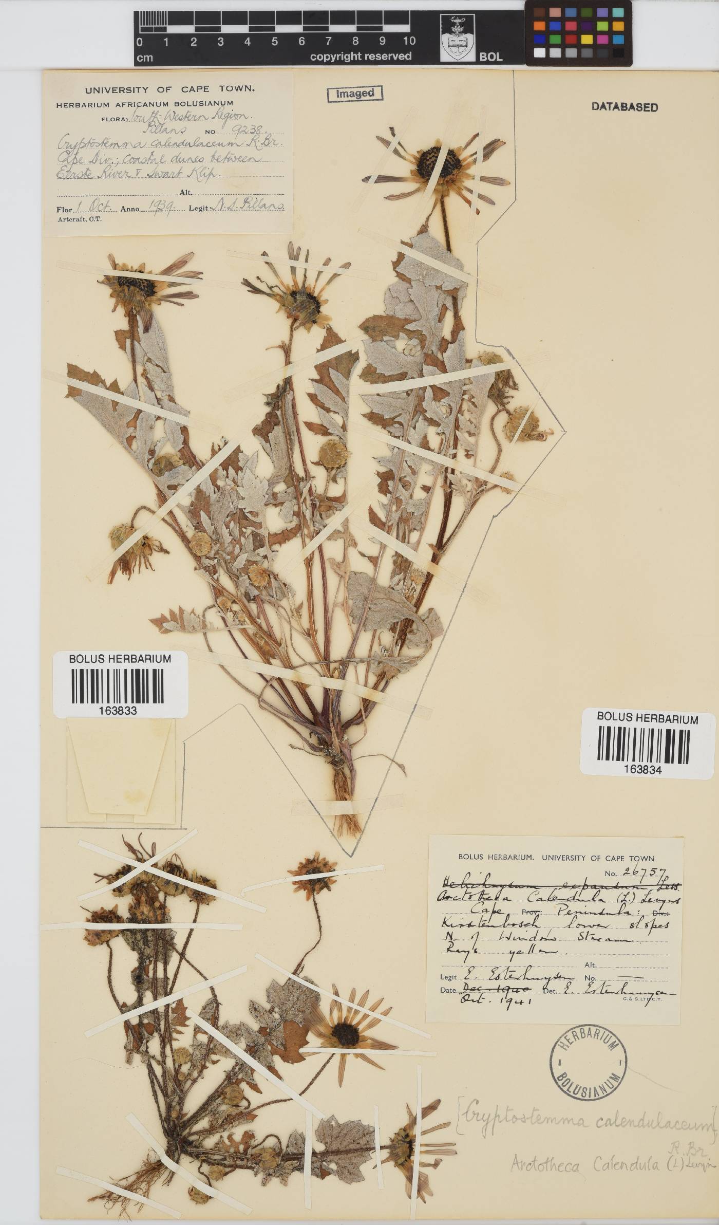 Arctotheca calendula image