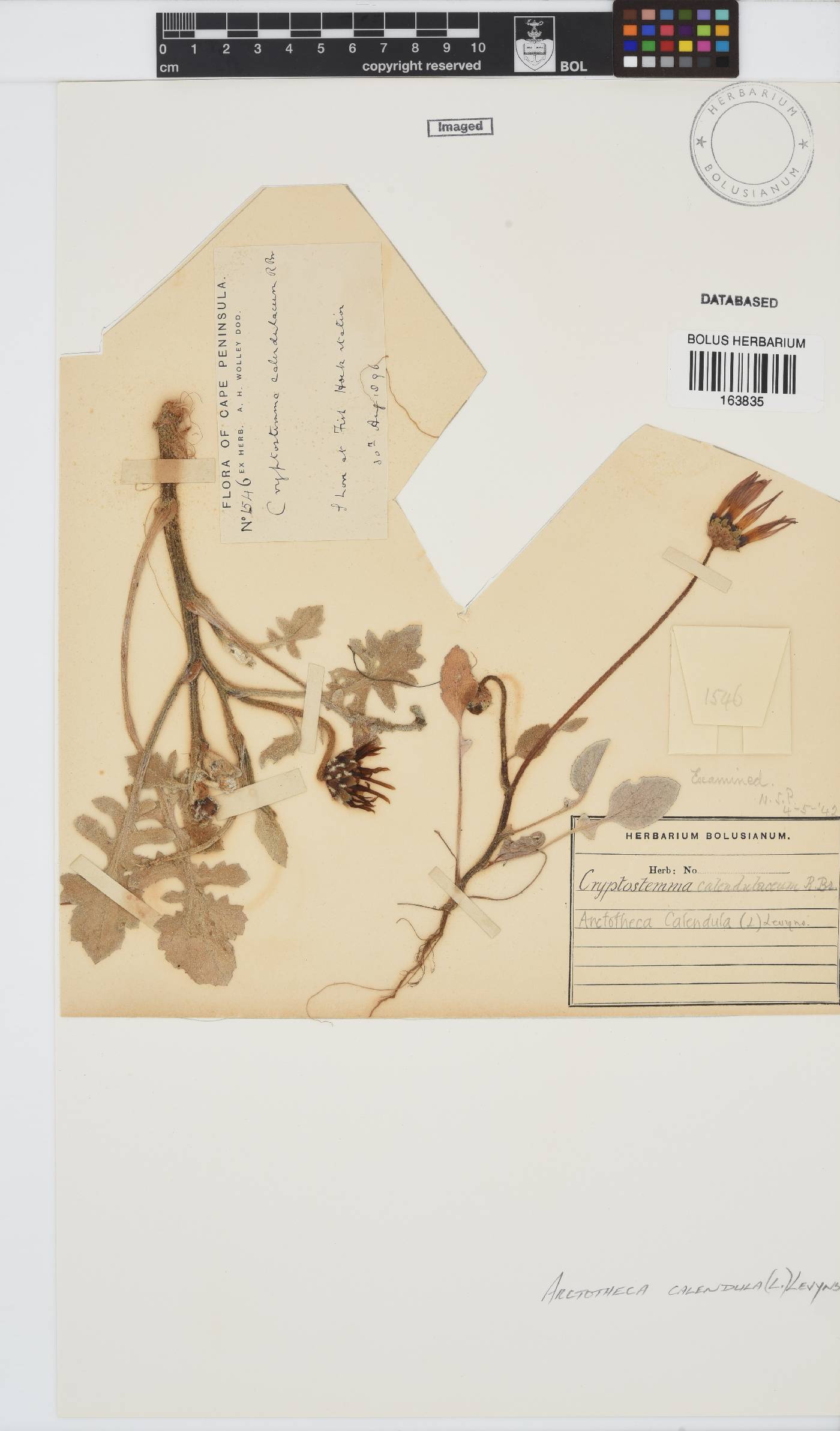 Arctotheca calendula image