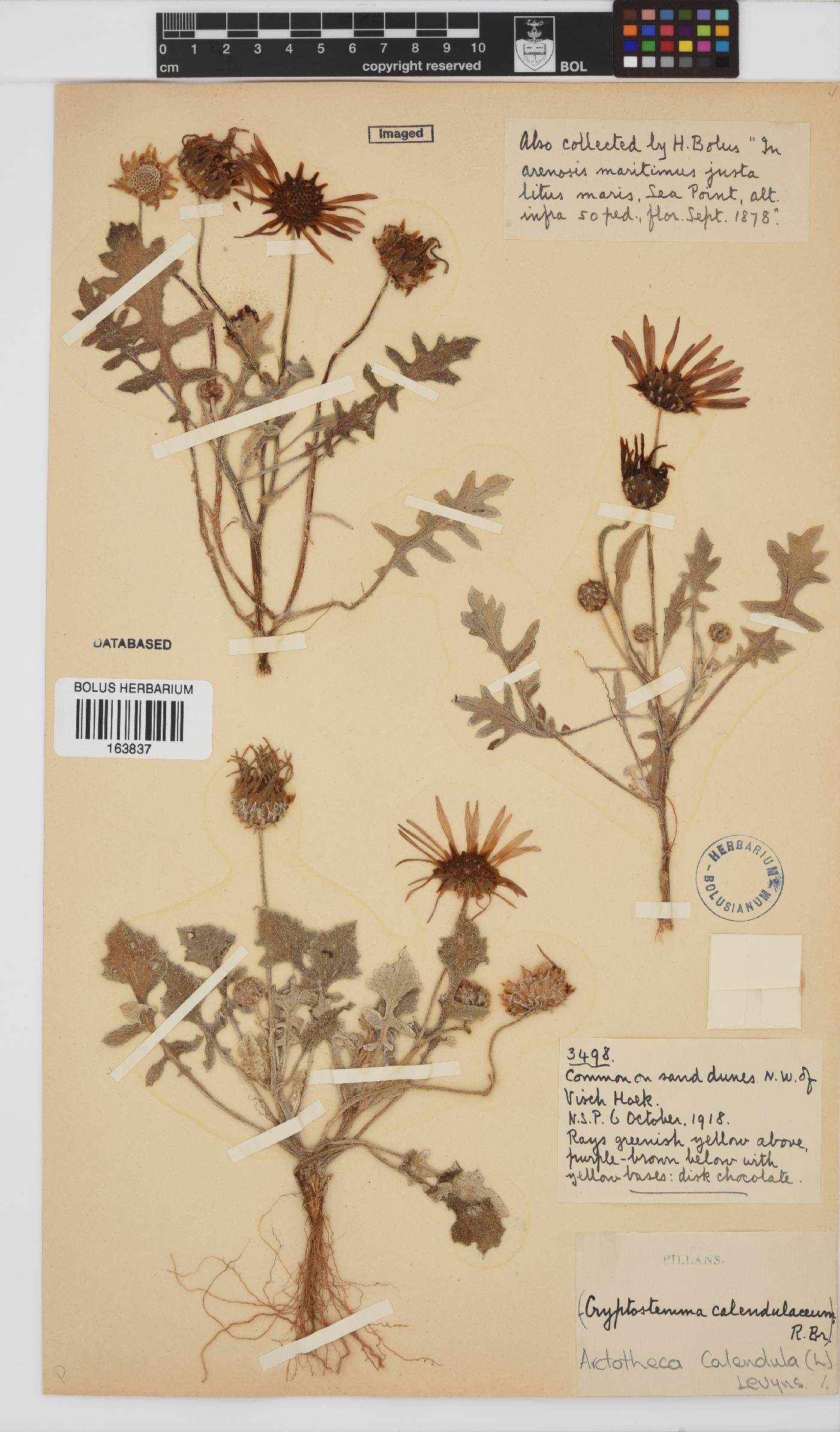 Arctotheca calendula image