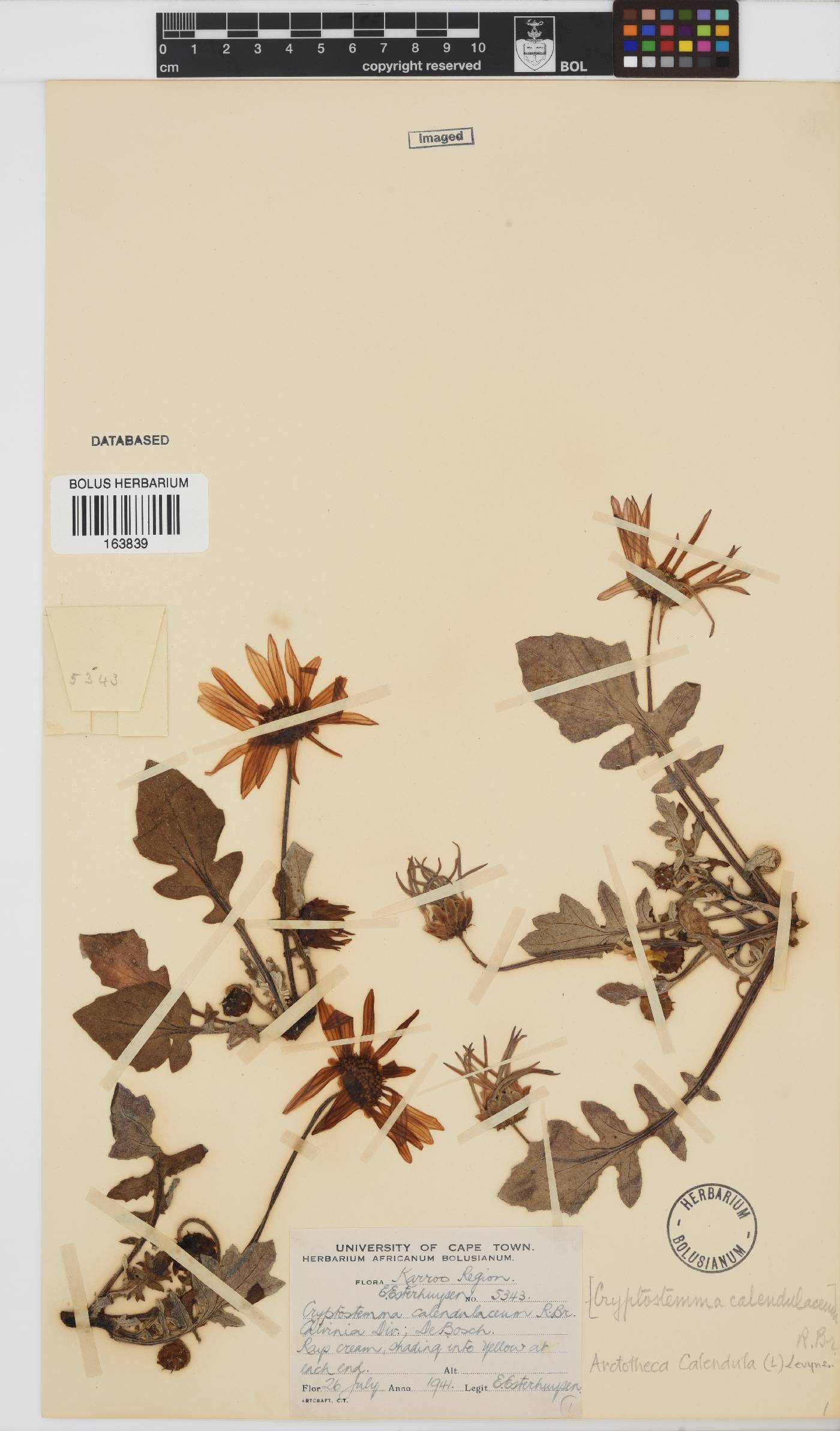 Arctotheca image