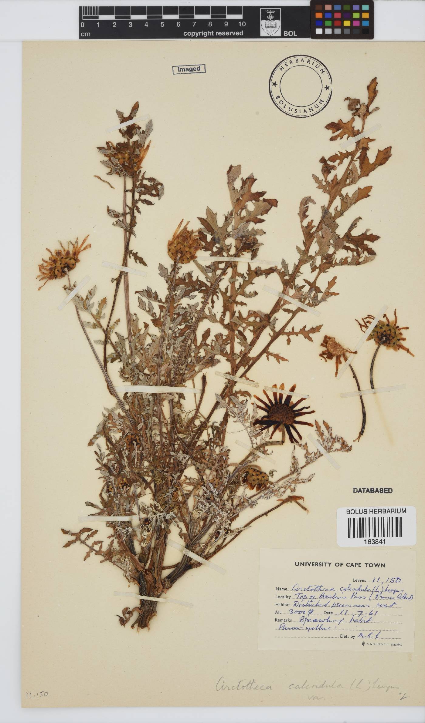 Arctotheca calendula image