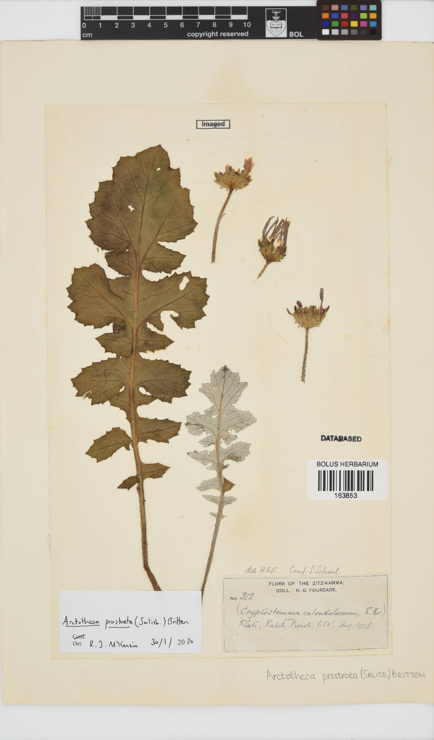 Arctotheca prostrata image
