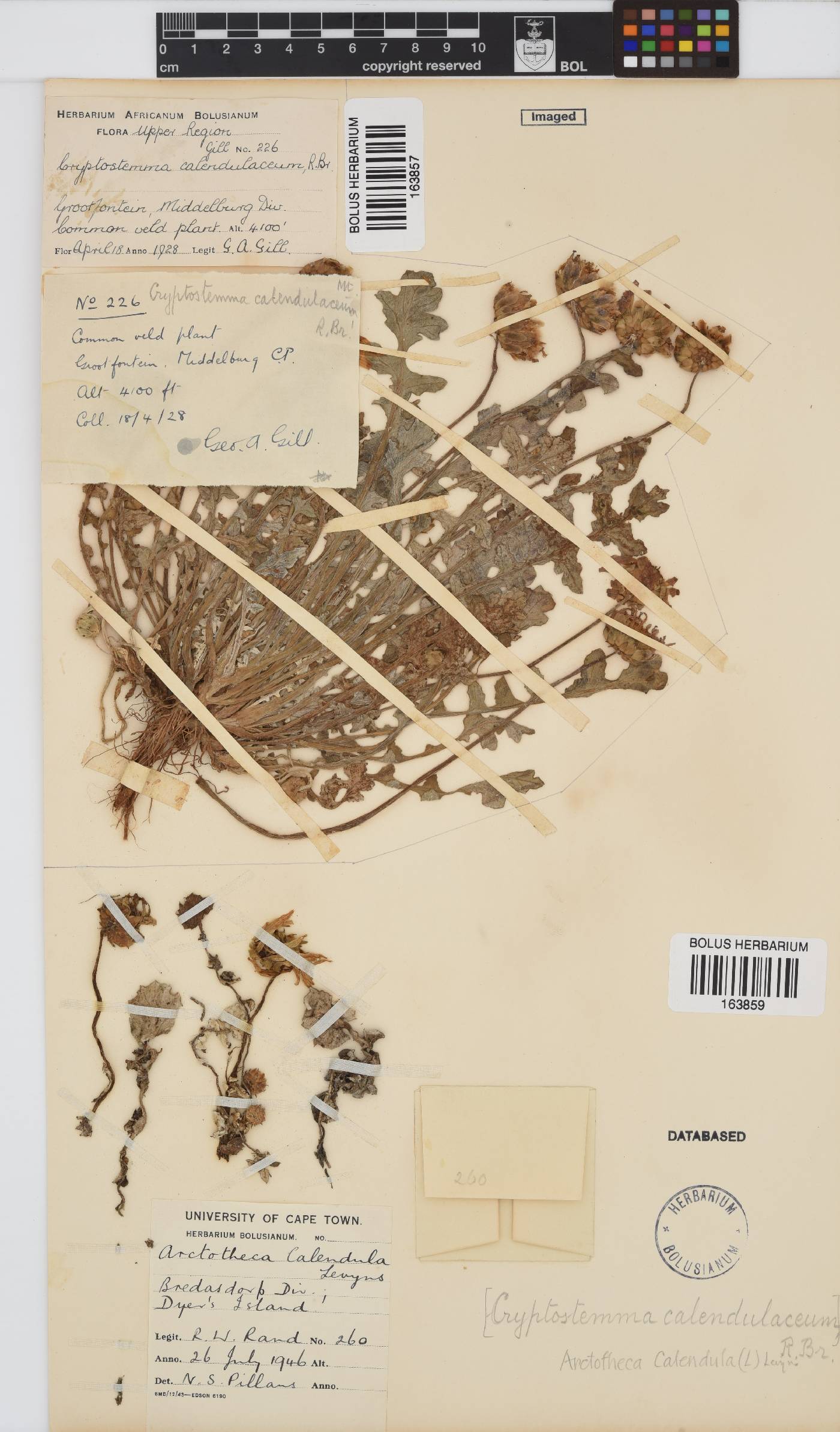 Arctotheca calendula image