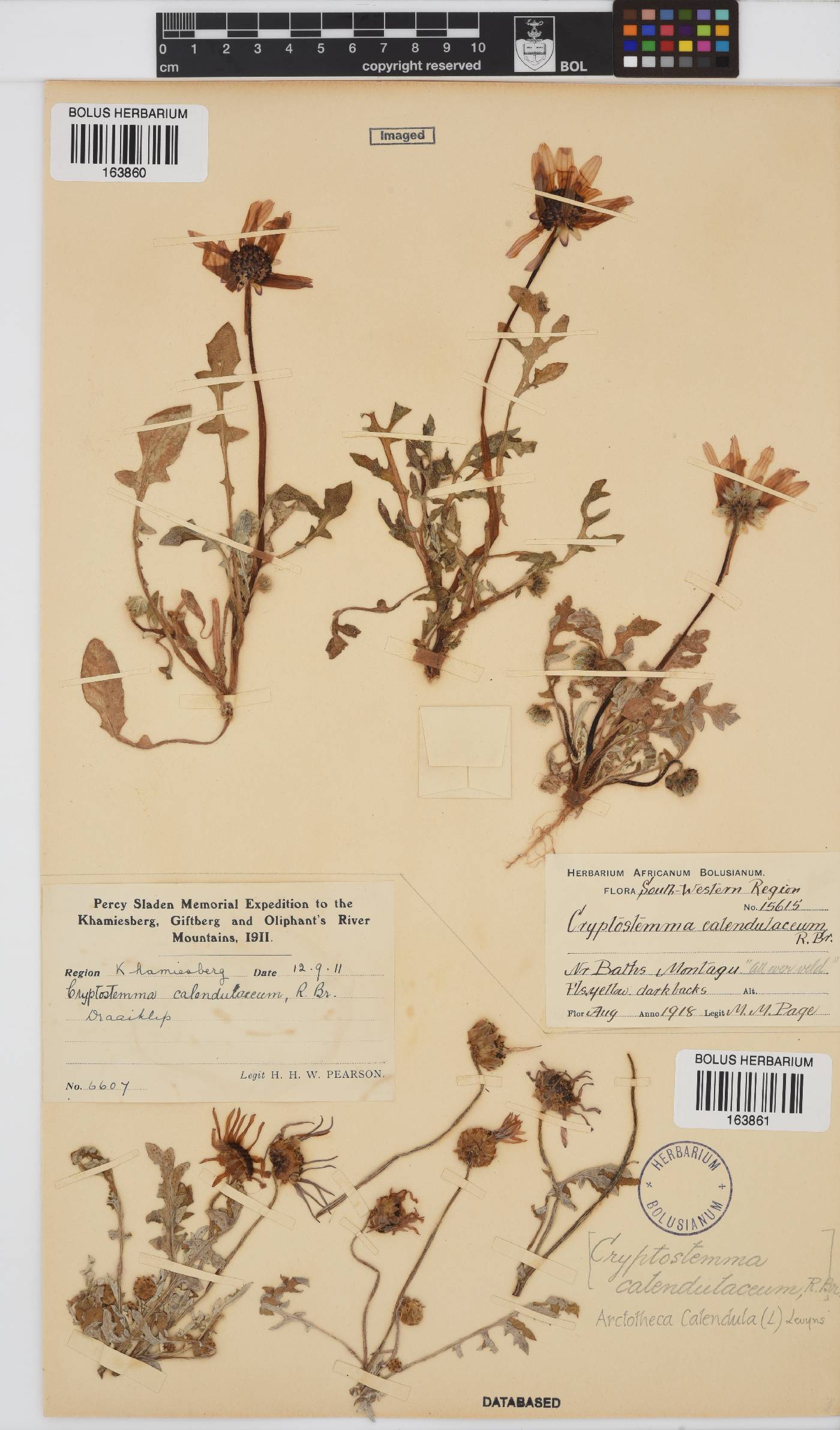 Arctotheca image