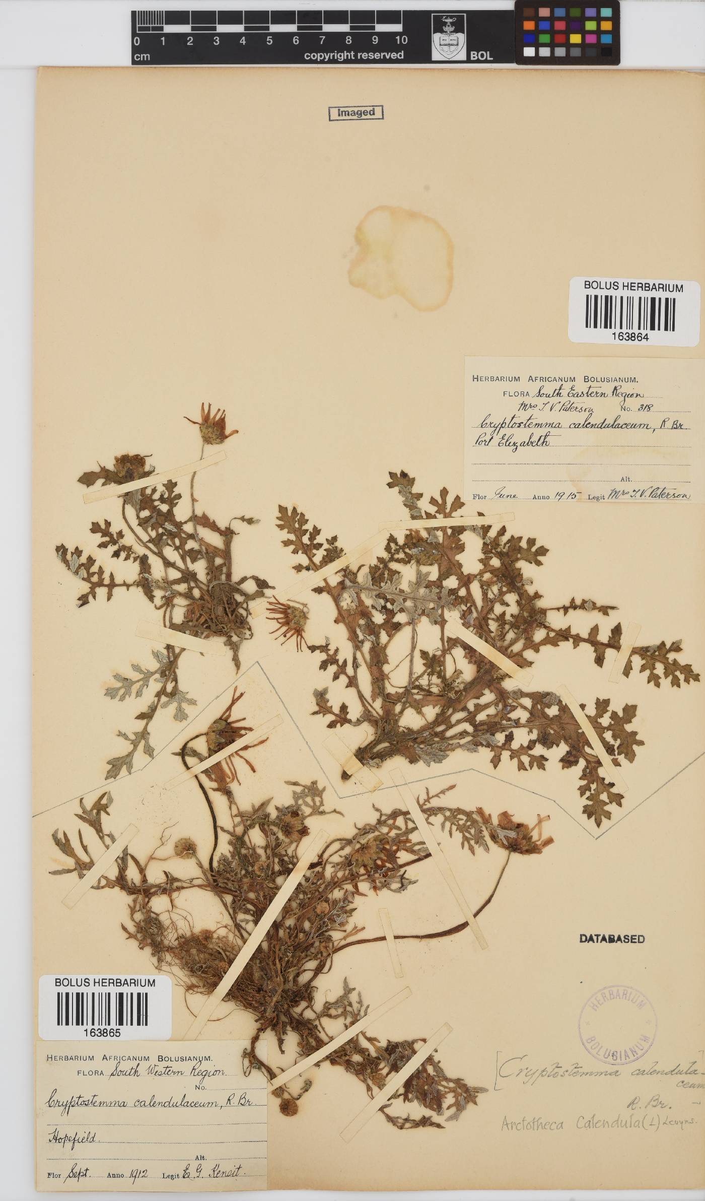 Arctotheca calendula image