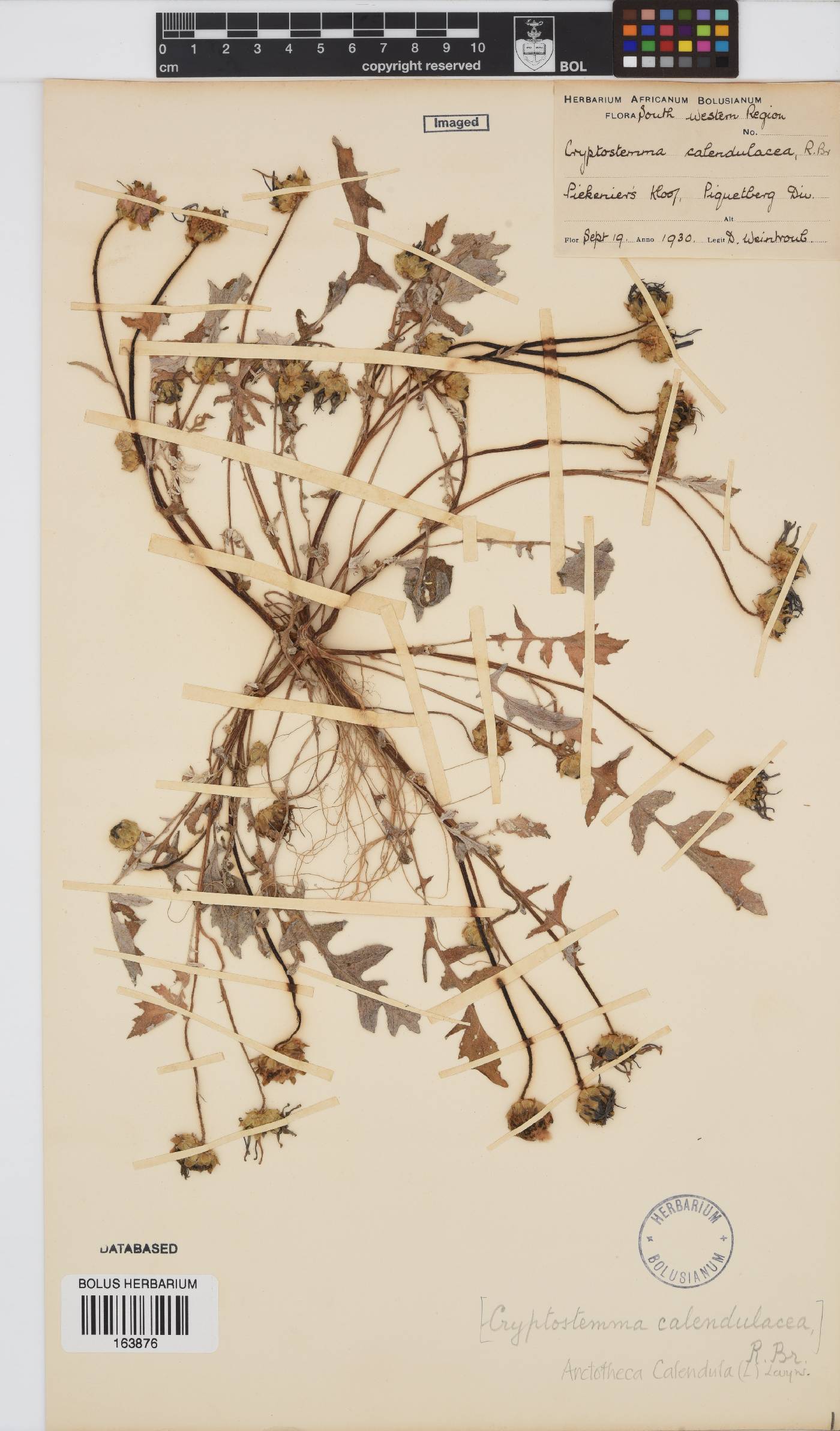 Arctotheca calendula image