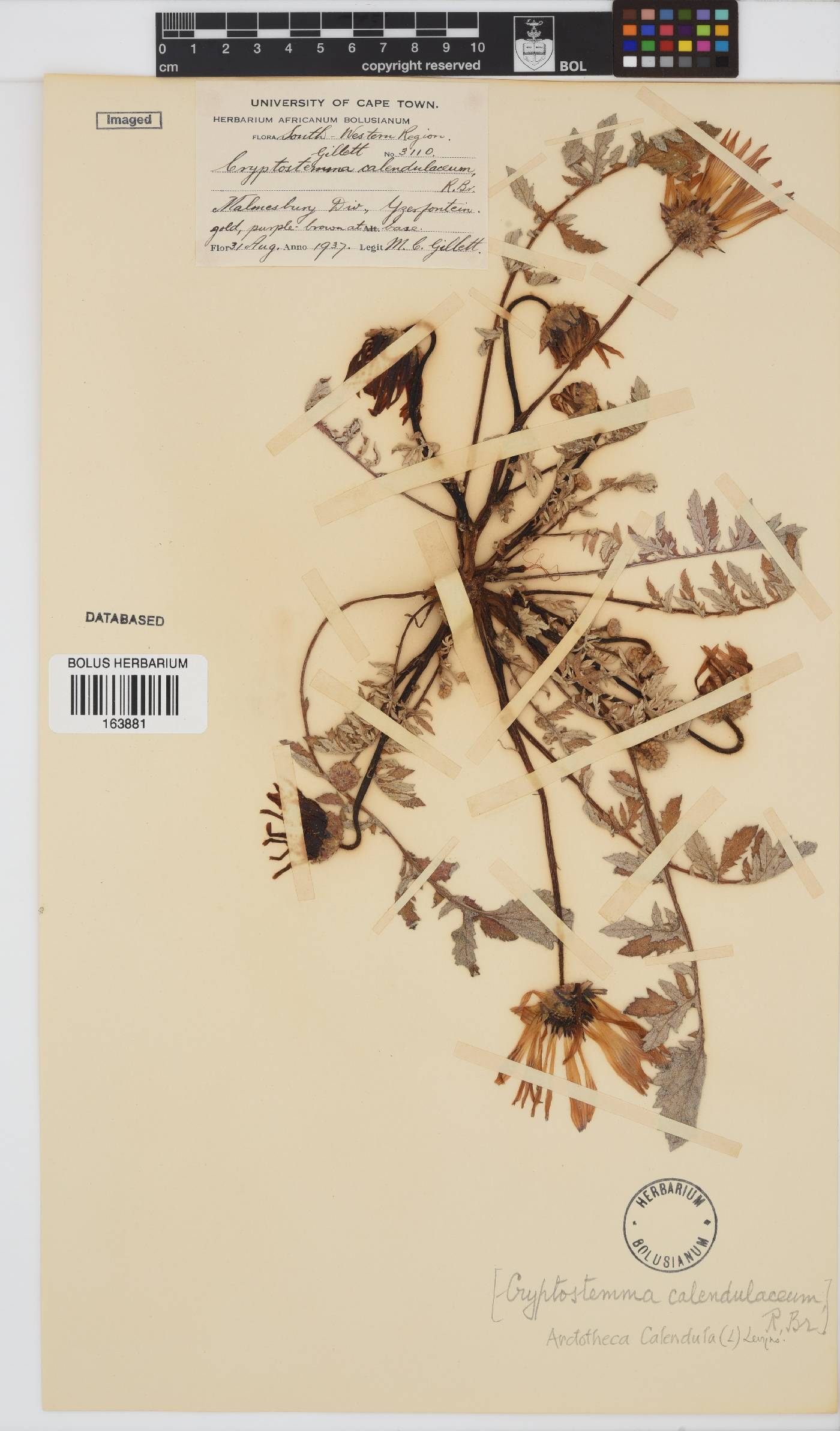 Arctotheca calendula image
