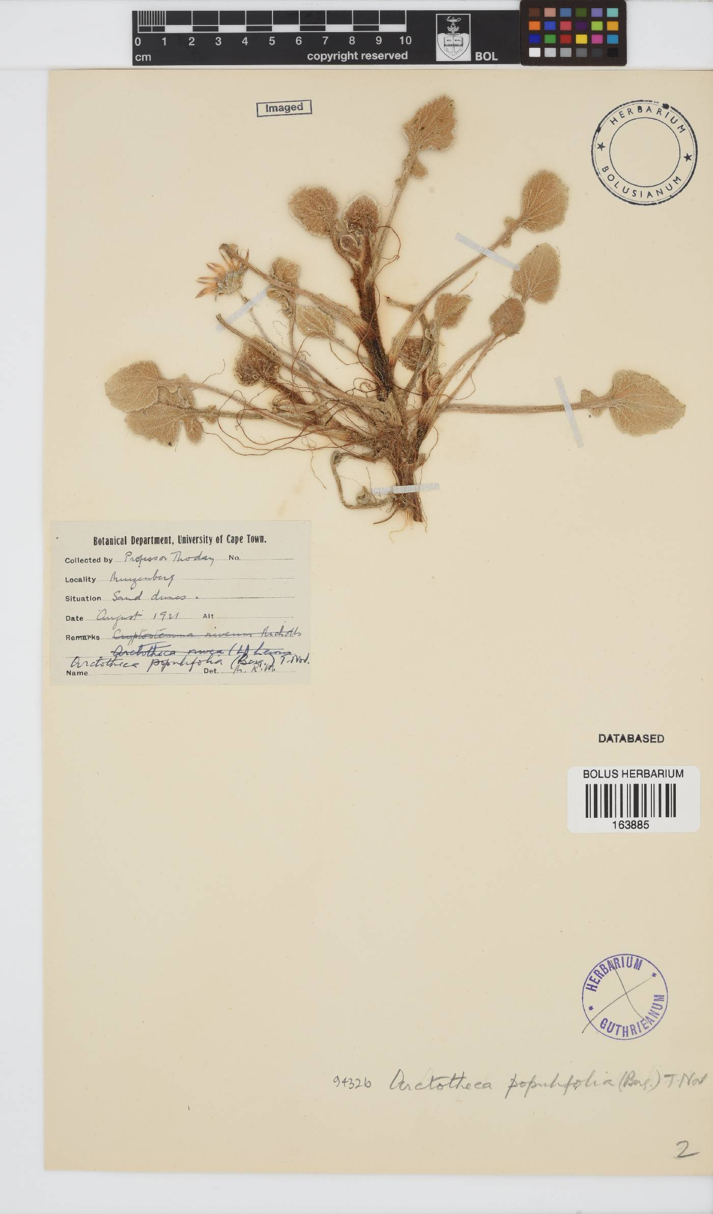 Arctotheca image