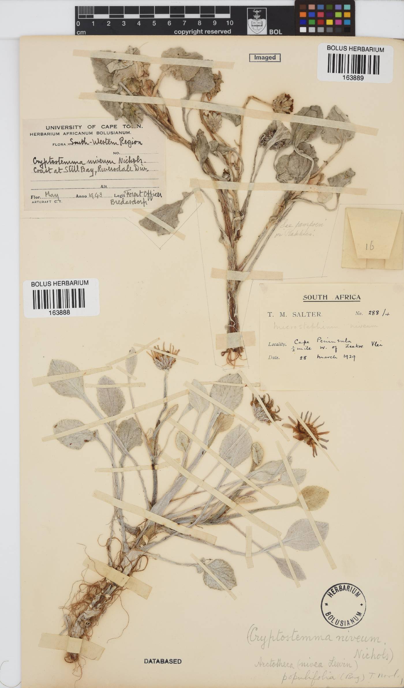 Arctotheca populifolia image